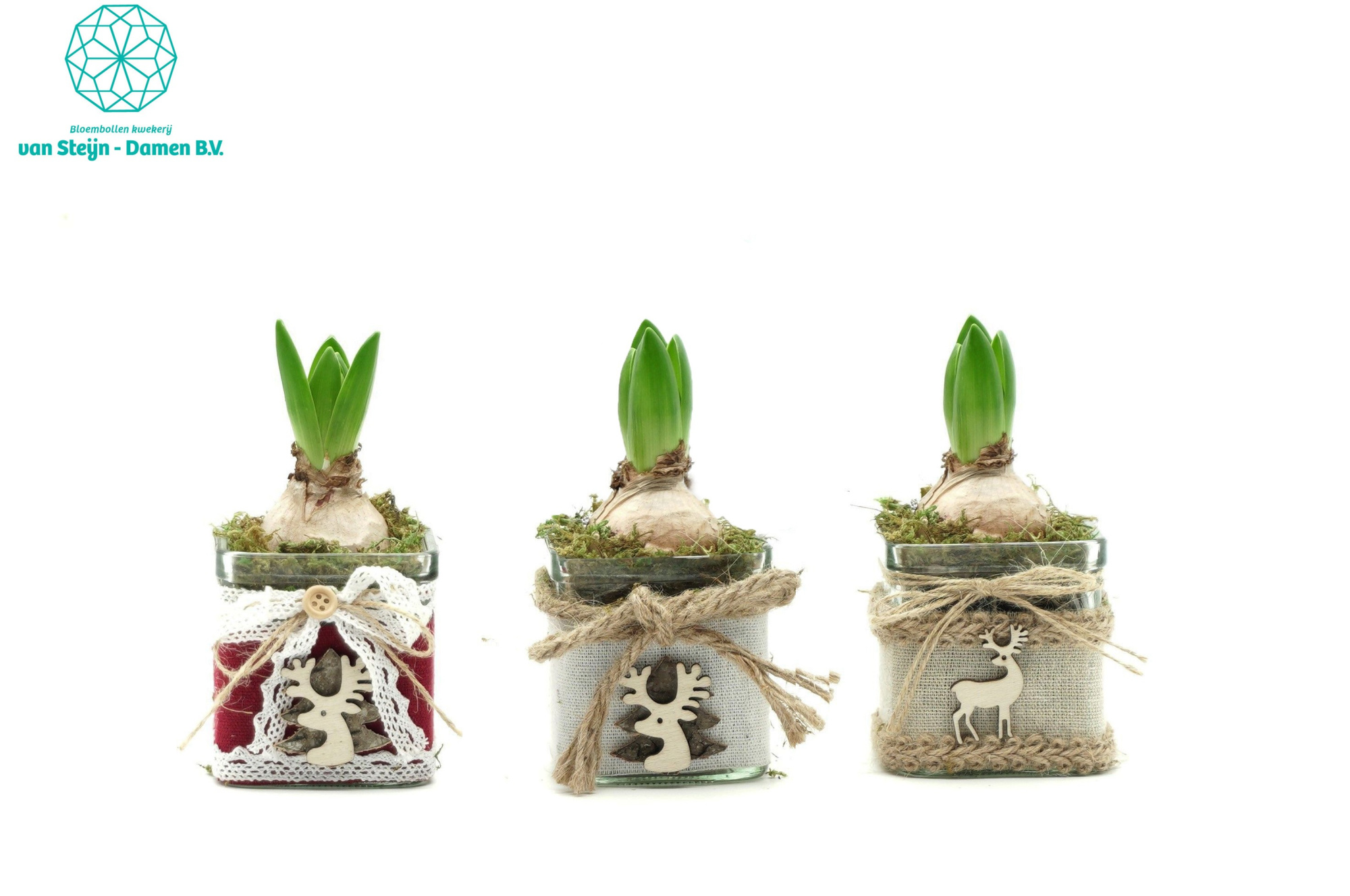 Hyacinthus 'Christmas Glass', D 9