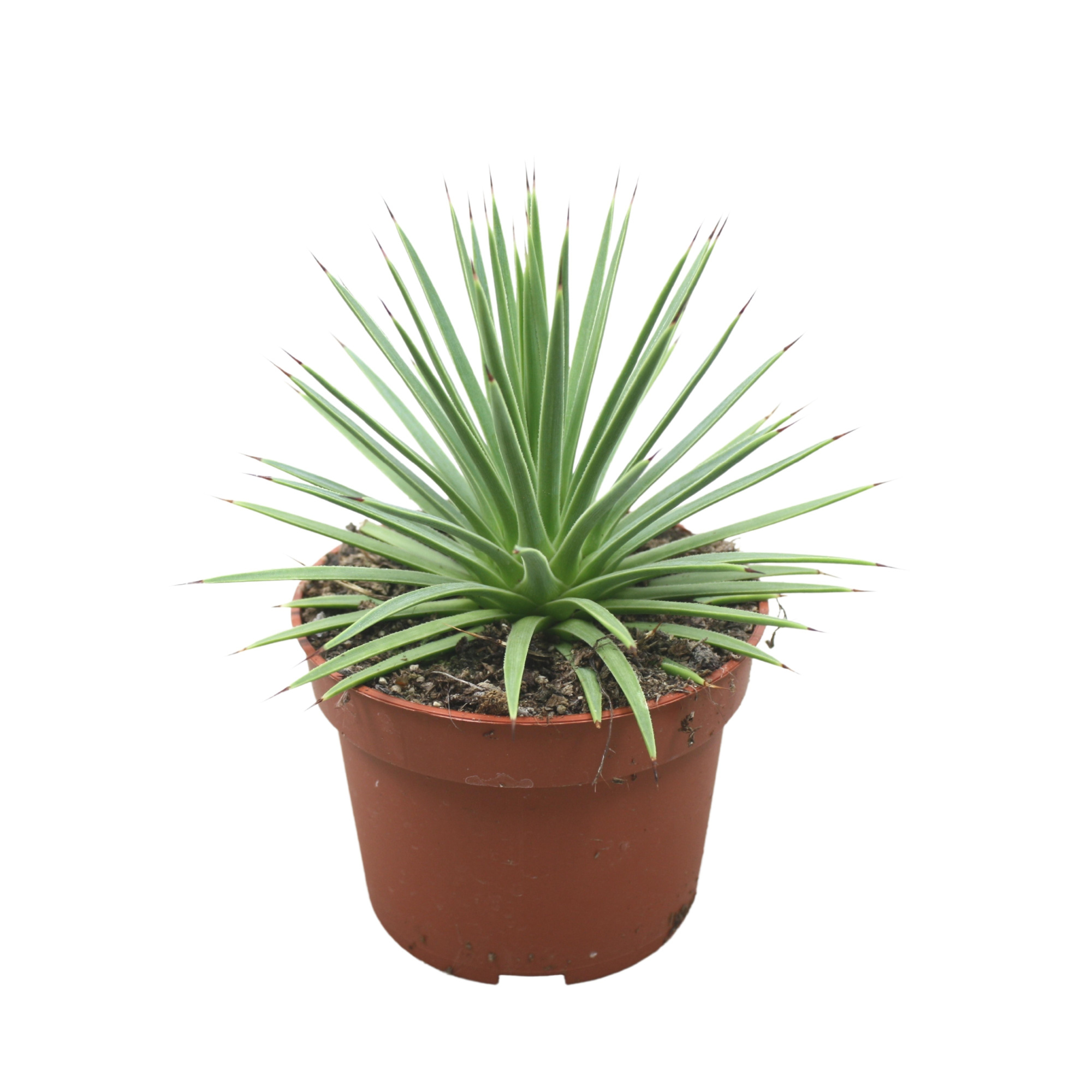 Agave nana 10,5 cm, D 10,5