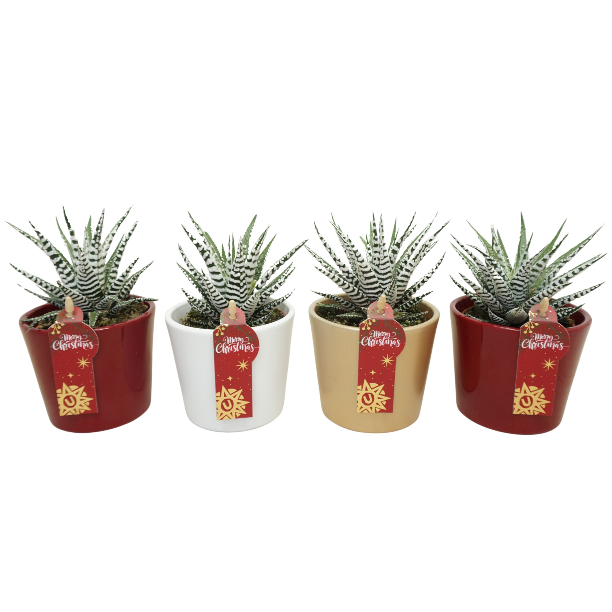 Haworthia fasciata in 9 cm Kerst potje (3 assorti), D 8,5 cm