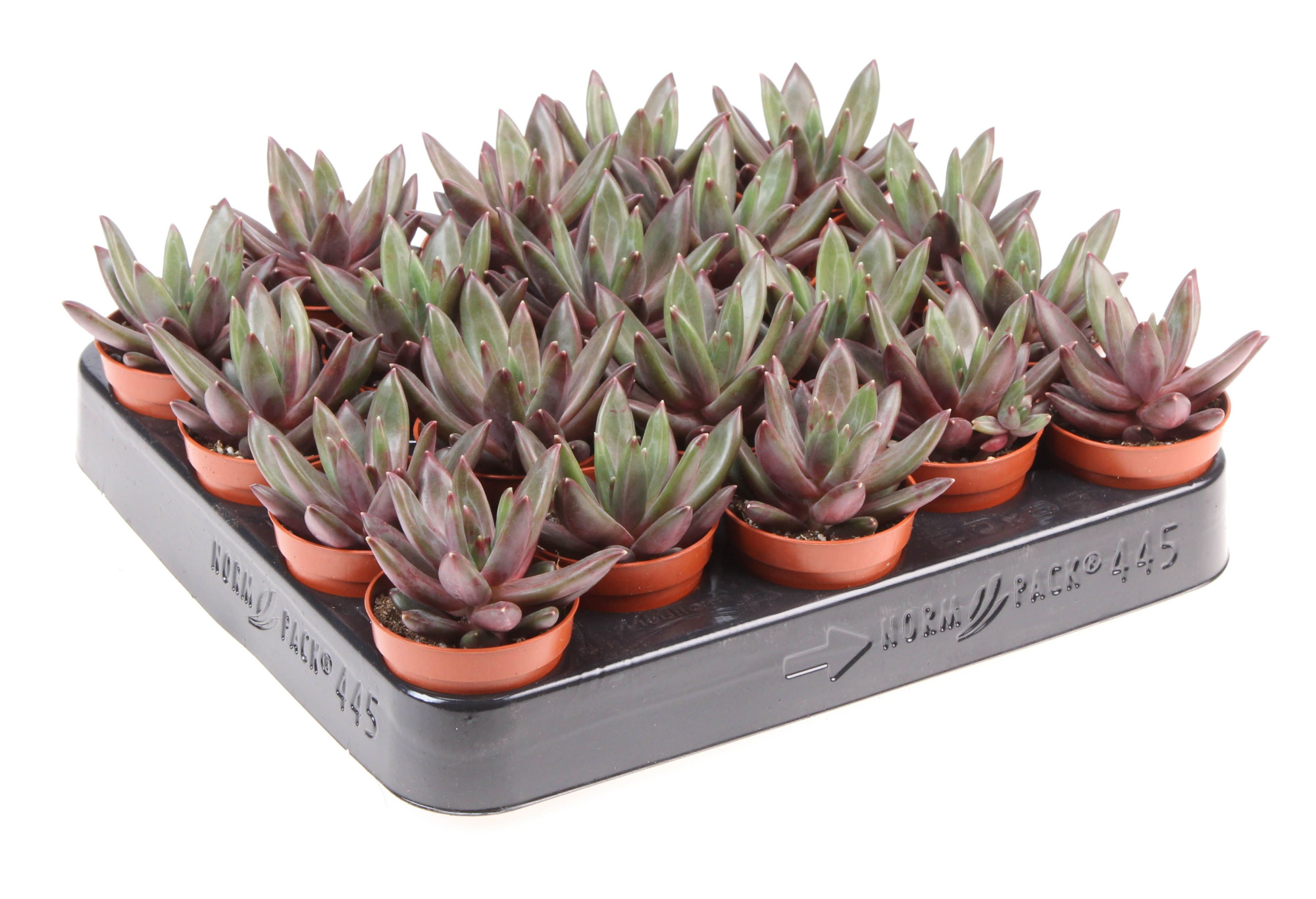 Echeveria Izar, D 5,5 cm