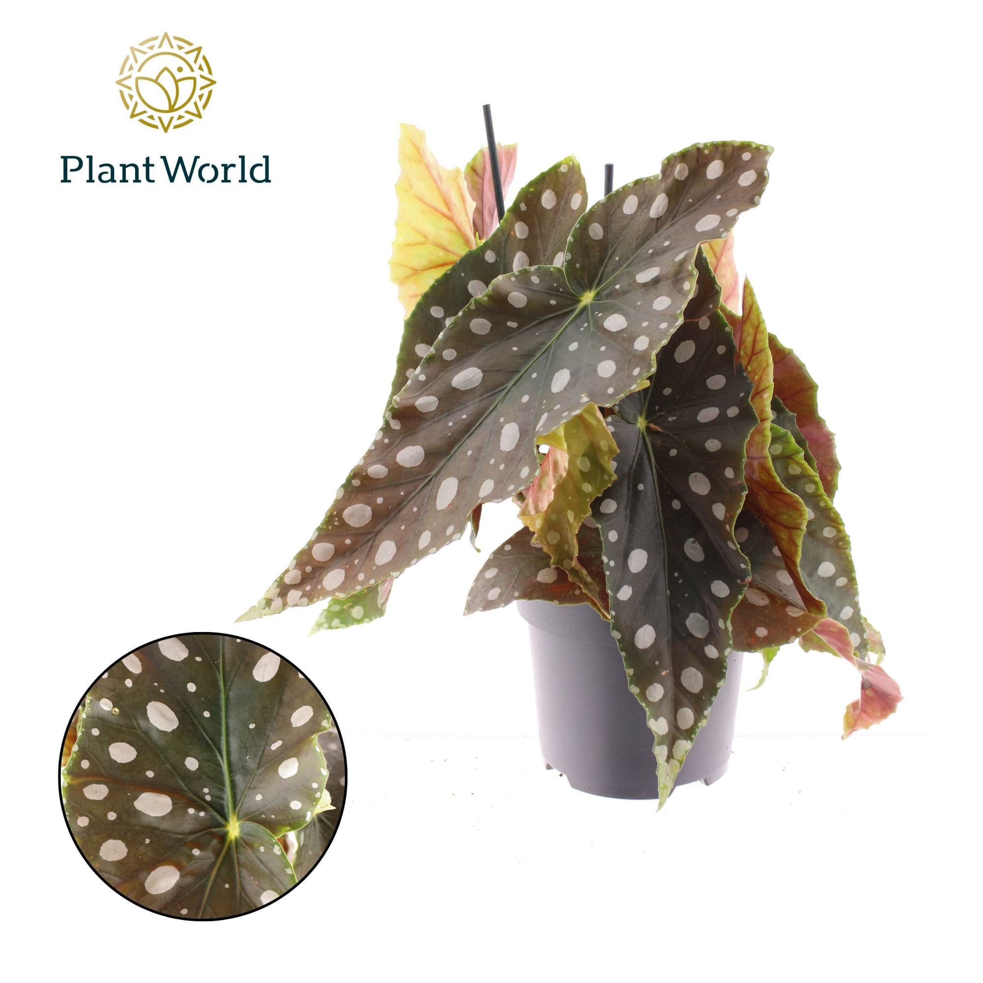 Begonia Maculata Mega Dot XL, D 17