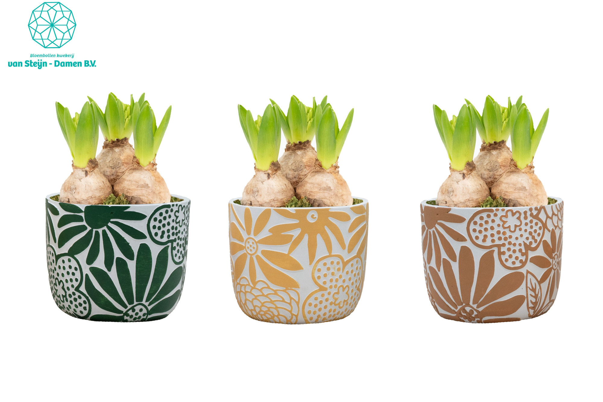 Hyacinthus 'Bloom & Brush' (Without Moss), D 12