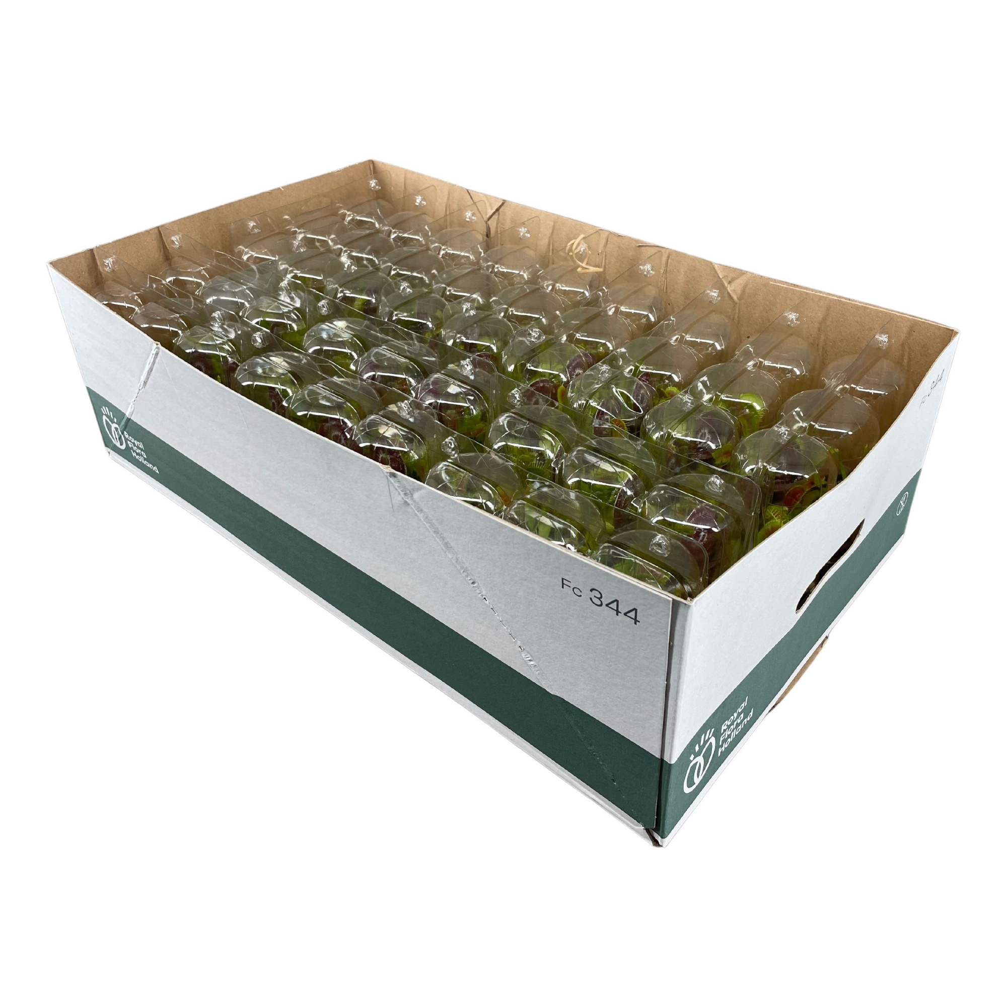 Dionaea Muscipula 5,5 cm , 3 stuks in transparante blister, D 5,5 cm