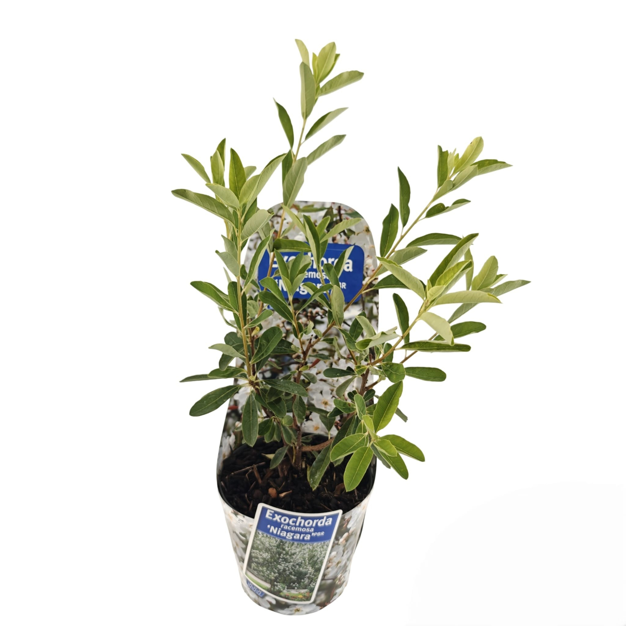 Exochorda racemosa 'Niagara' PBR (in potcover), D 17 cm