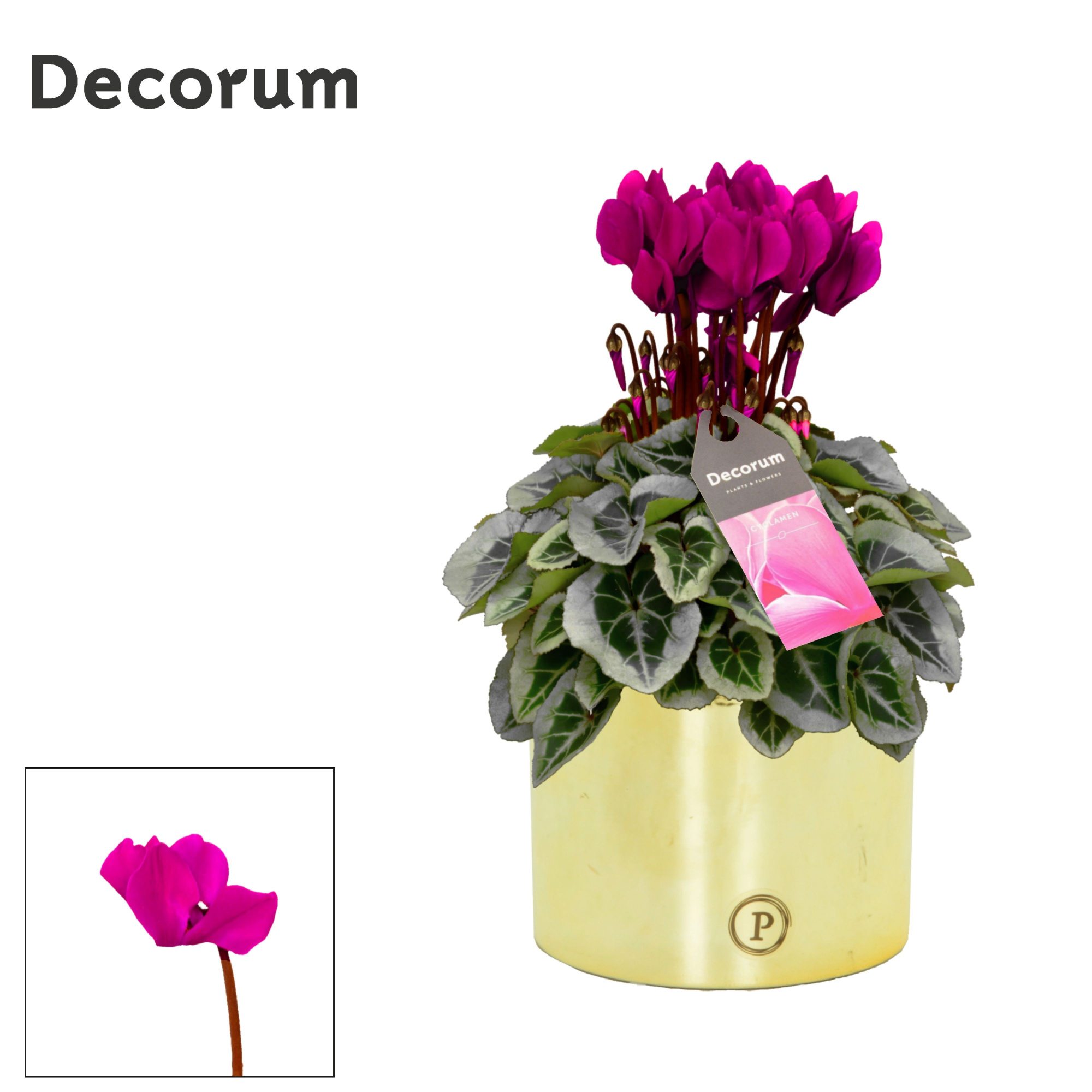 Cyclamen SS Picasso Paars Laryssa shiny gold, D 13 cm