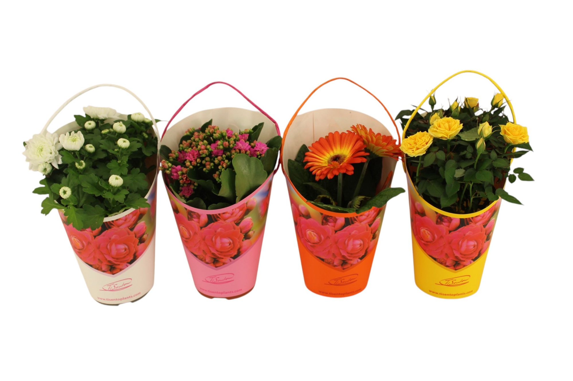 Bloeimix 12cm | Pasen | Giftcover, D 12