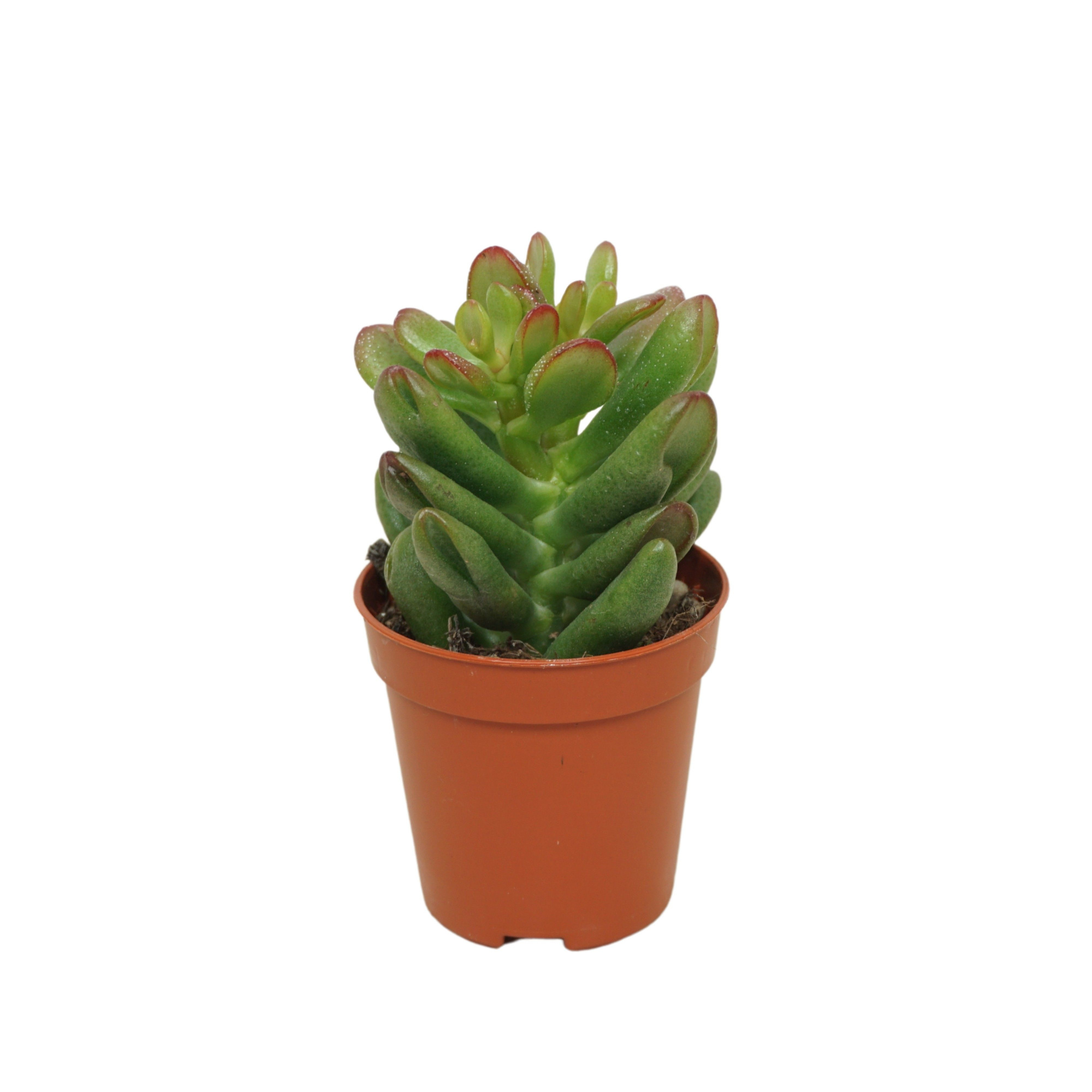 Crassula gandalf 5,5 cm, D 5,5 cm
