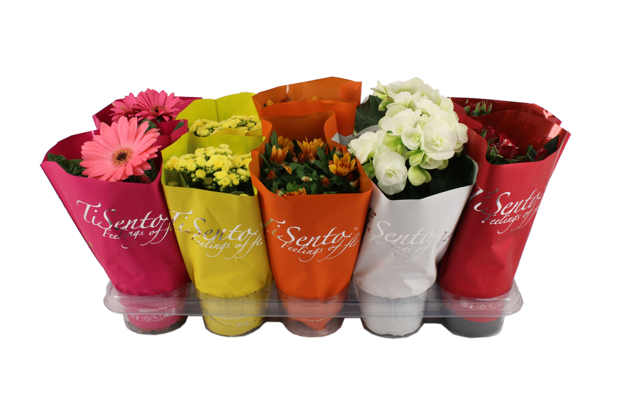 Bloeimix 12 cm | Italië, D 12