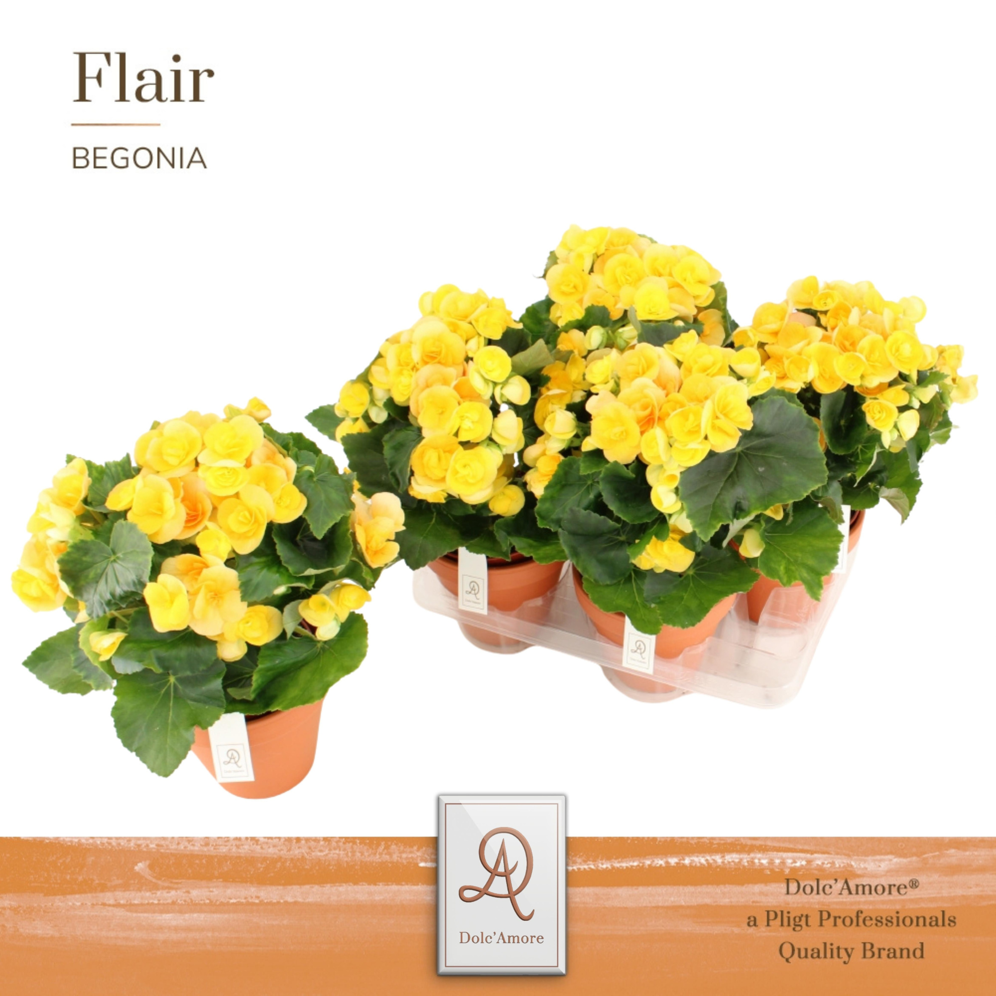 Begonia Nadine P14 Dolc'Amore® Terracotta Keramiek, D 14 cm