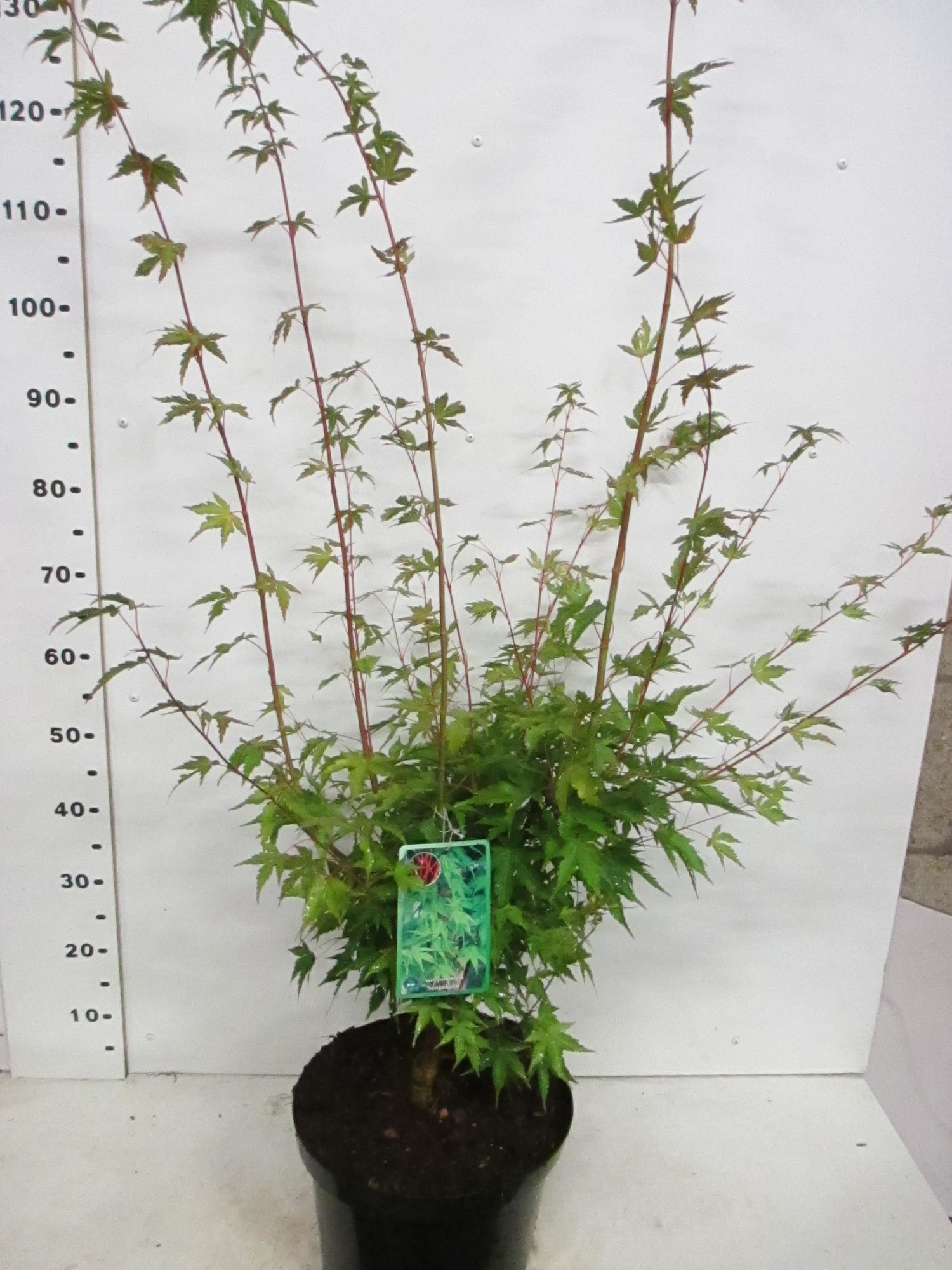 Acer palm. Sangokaku 80-100 P28, D 28 cm