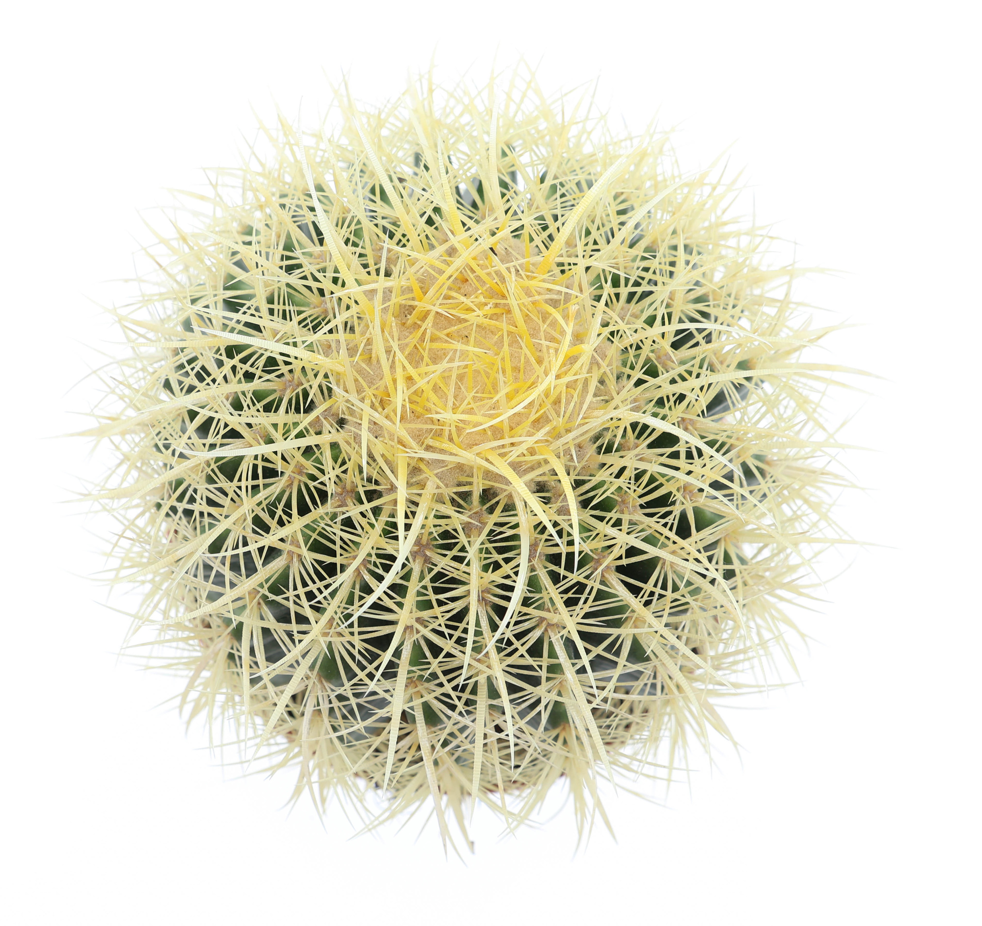 Echinocactus grusonii, D 17 cm