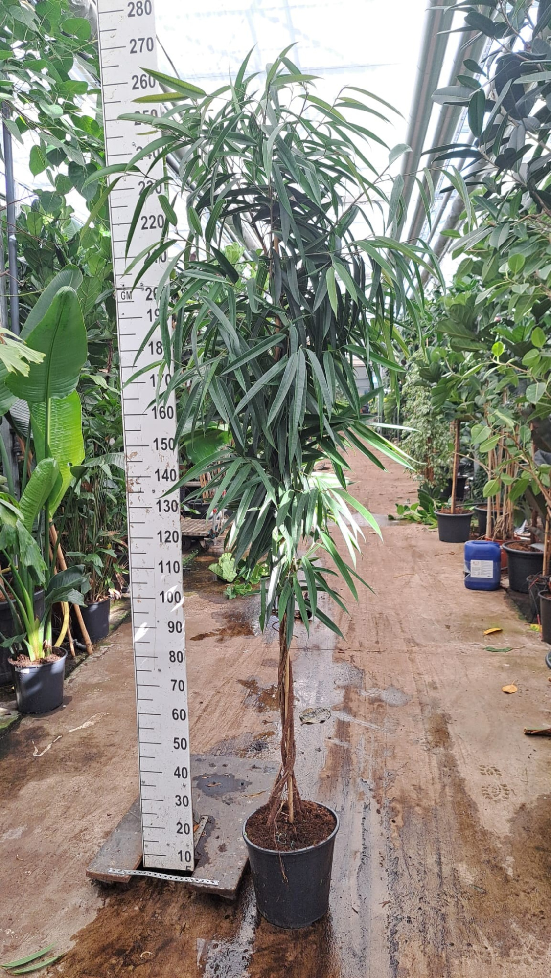 Ficus Alii gedraaide stam 250, D 30 cm