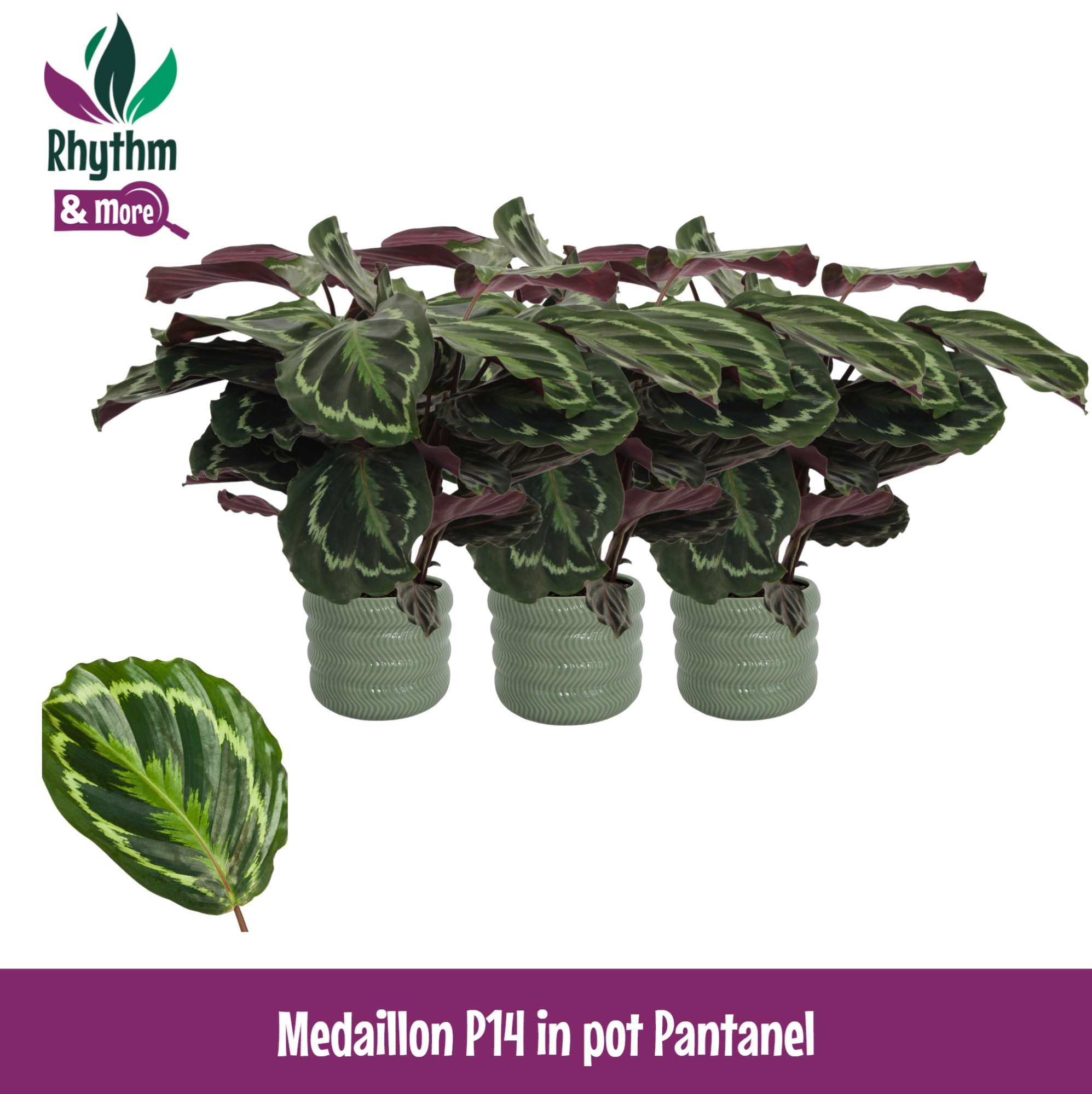 Calathea 14cm Medaillon in Pantanel Keramiek - Rhythm & More, D 14 cm