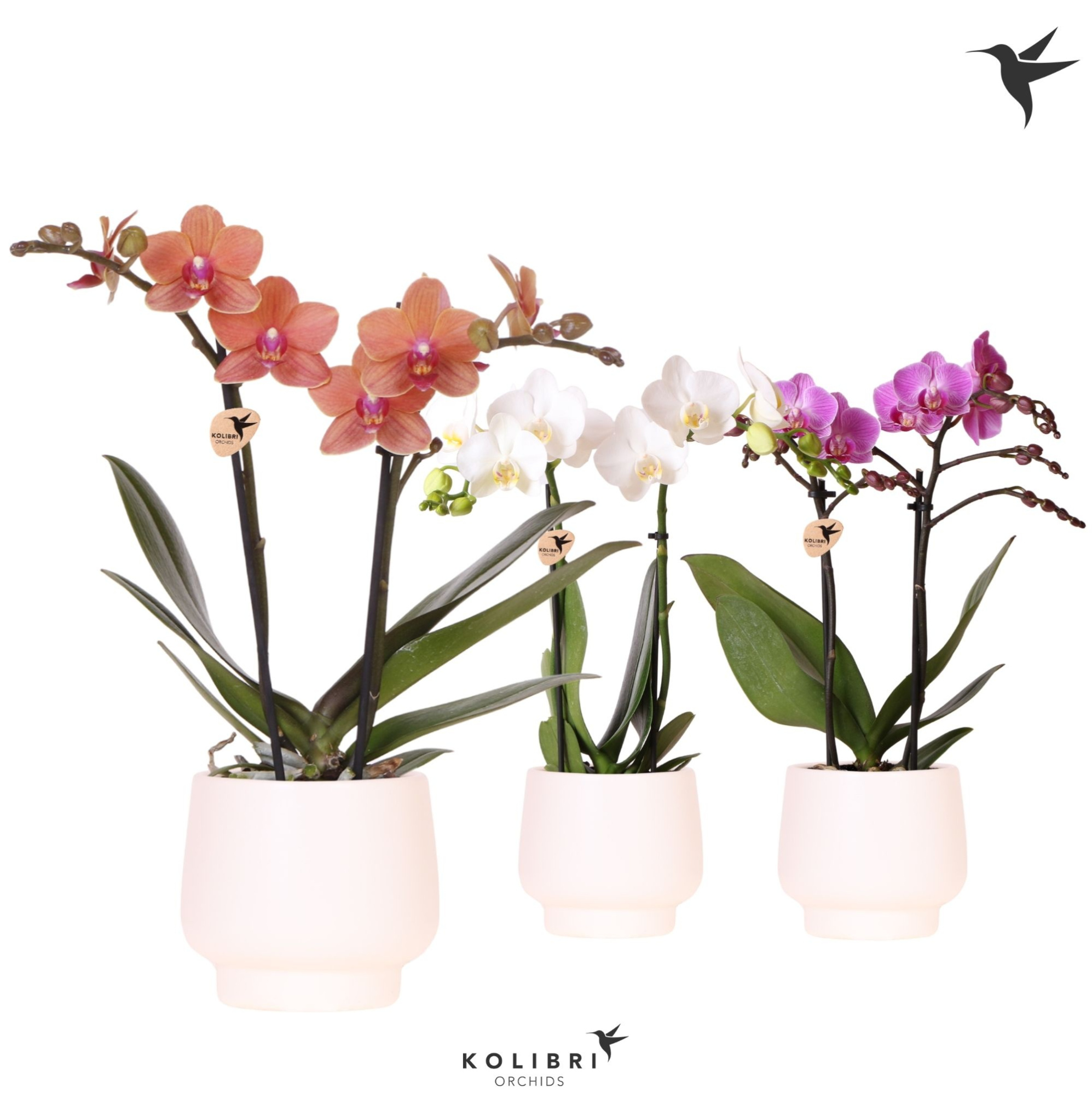 Kolibri Orchids Phalaenopsis mix 2 spike in Scandic pot white, D 9