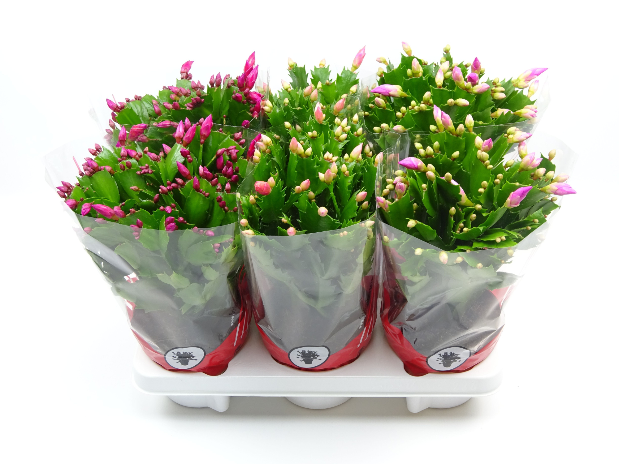 Schlumbergera 13 cm mix 3 kleur rode hoes, D 13 cm