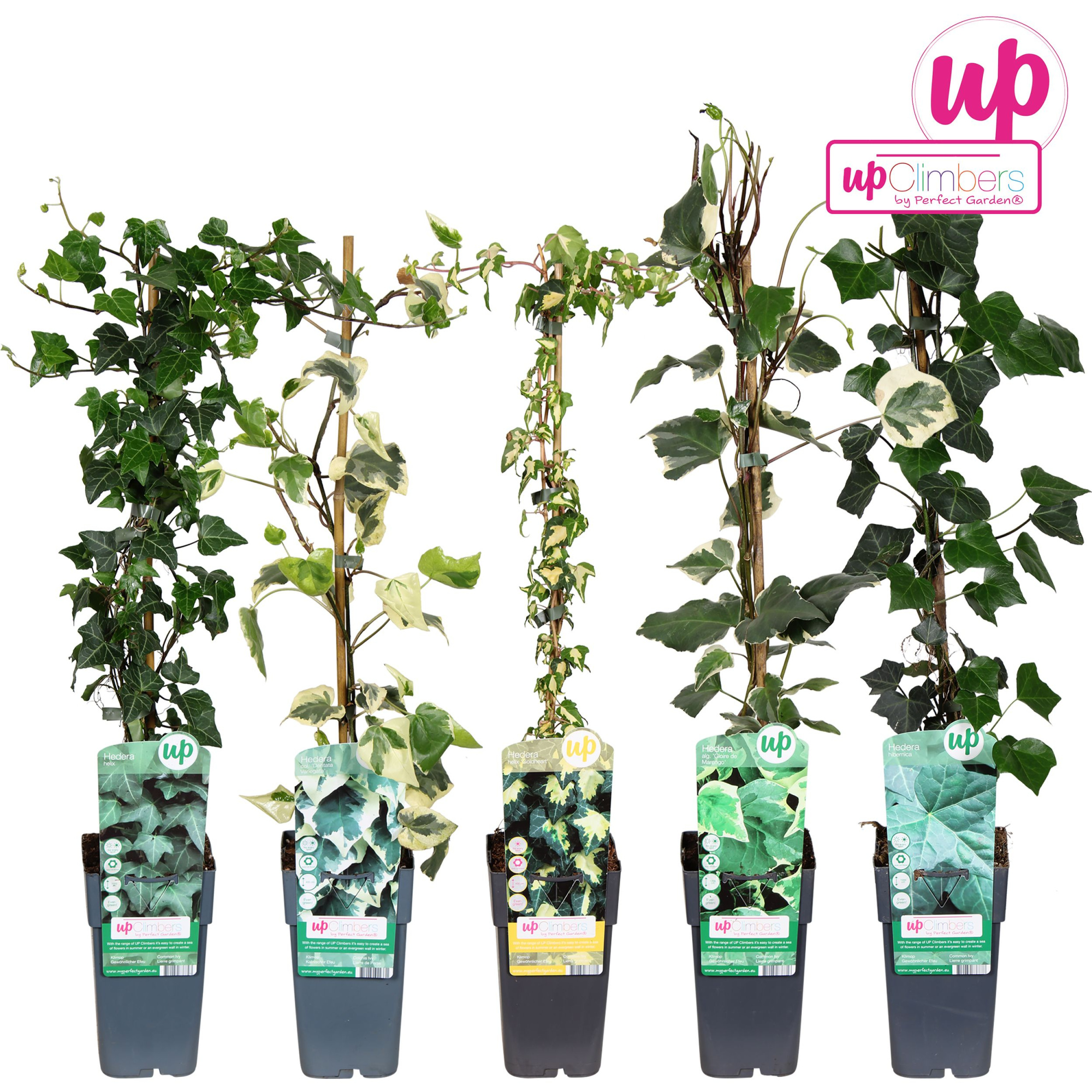 Hedera mix laag P15, D 15 cm