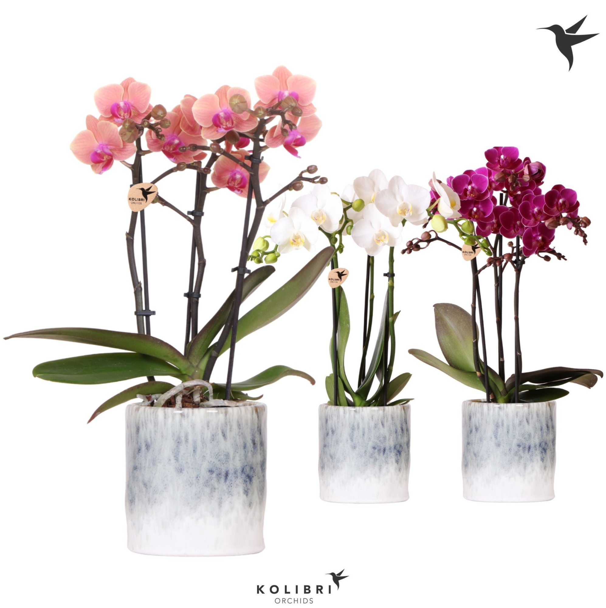 Kolibri Orchids Phalaenopsis mix 3 spike in Sky pot, D 9