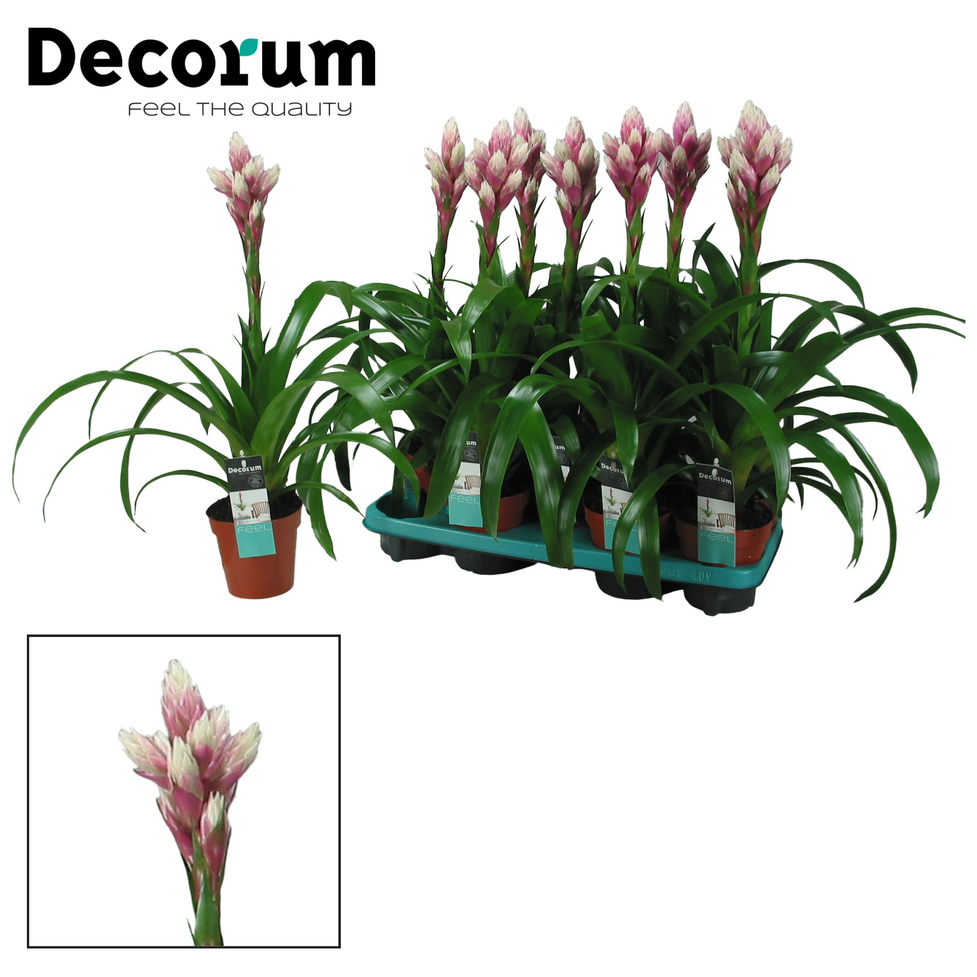Guzmania Candy (Decorum), D 13 cm