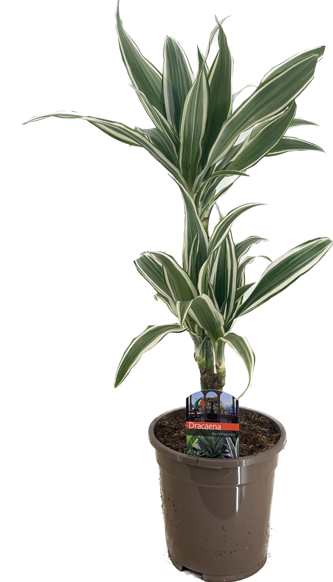 Dracaena deremensis white stripe 30-10, D 17