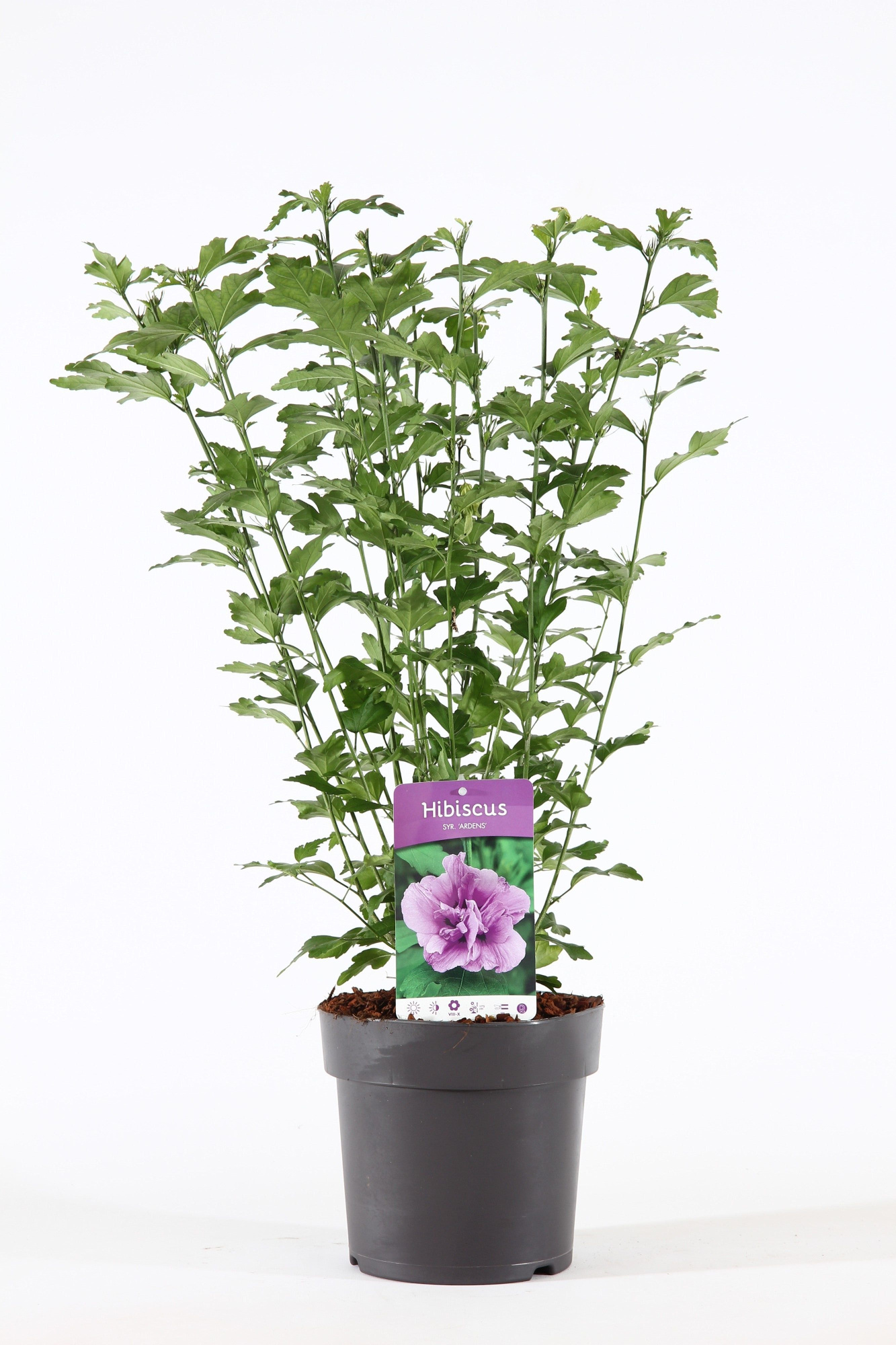 Hibiscus syr. 'Ardens' P21/C4.6, D 21 cm