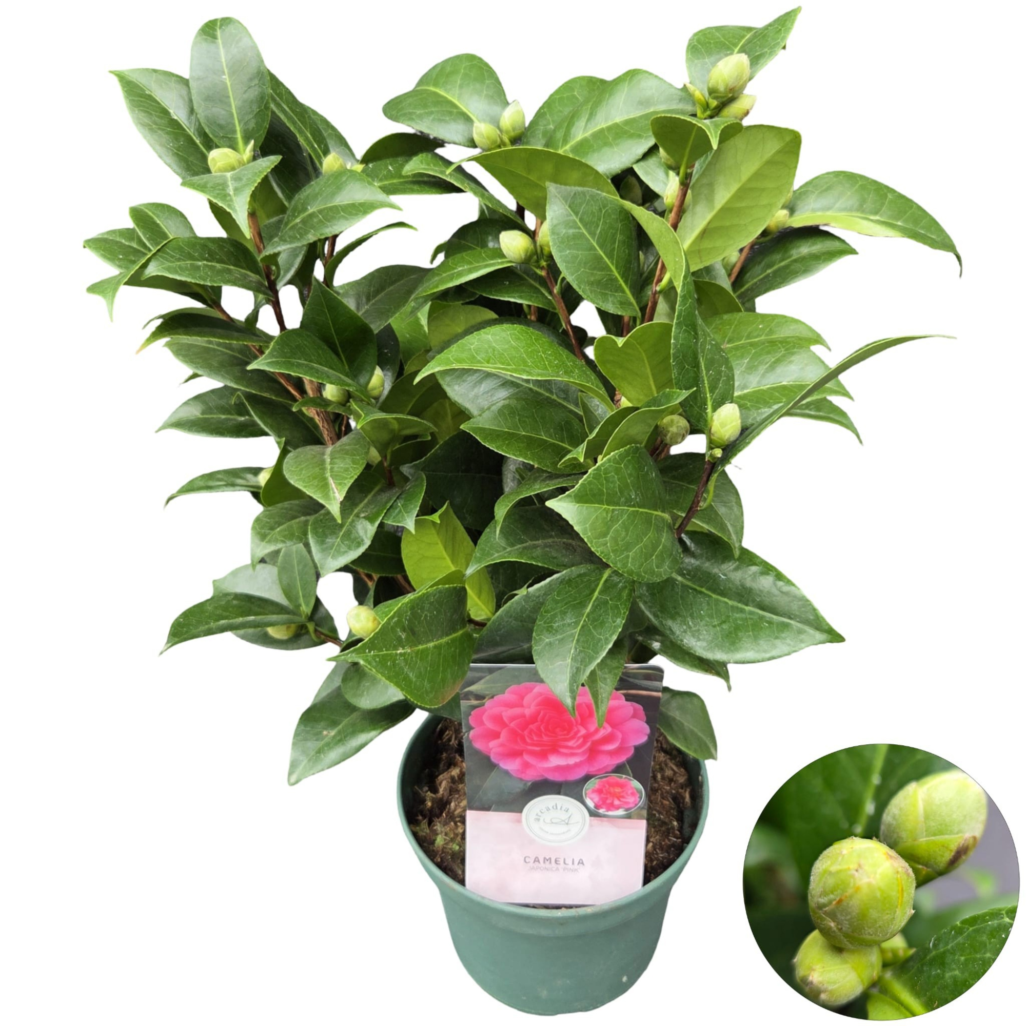 Camellia jap. 'Pink', D 19
