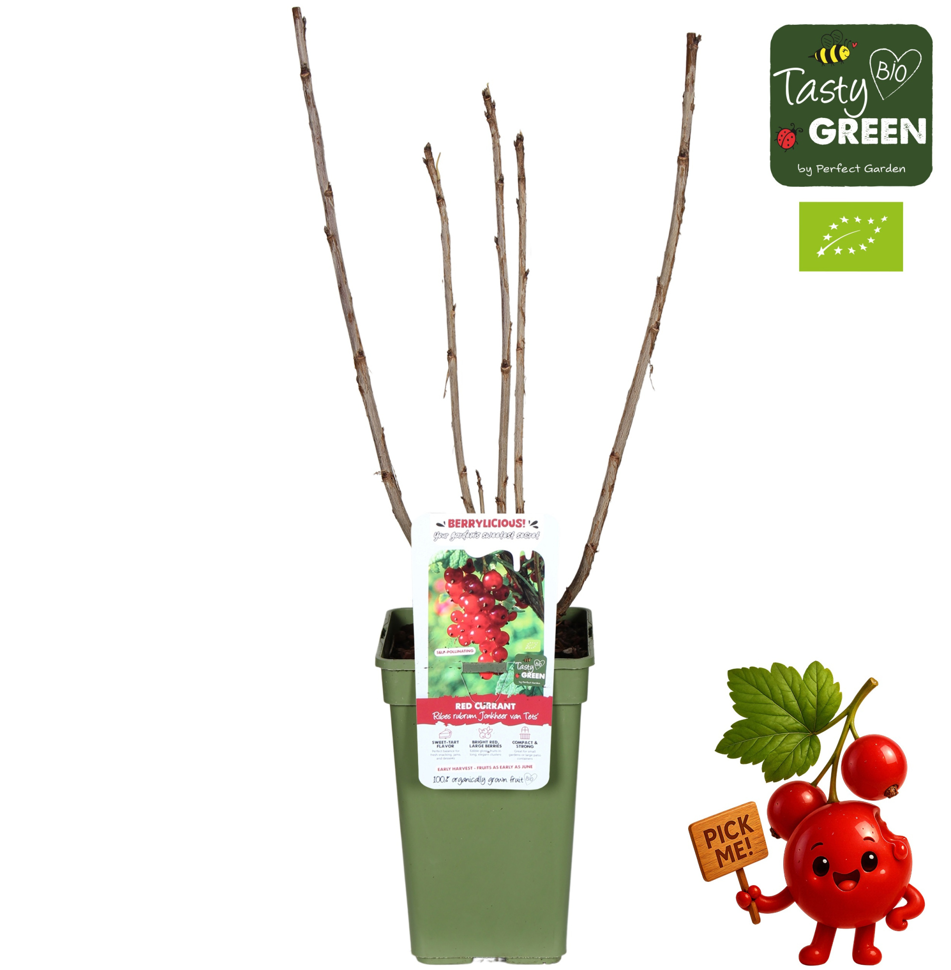 Ribes rubrum 'Jonkheer van Tets' Bio P19 - Berrylicious, D 19 cm