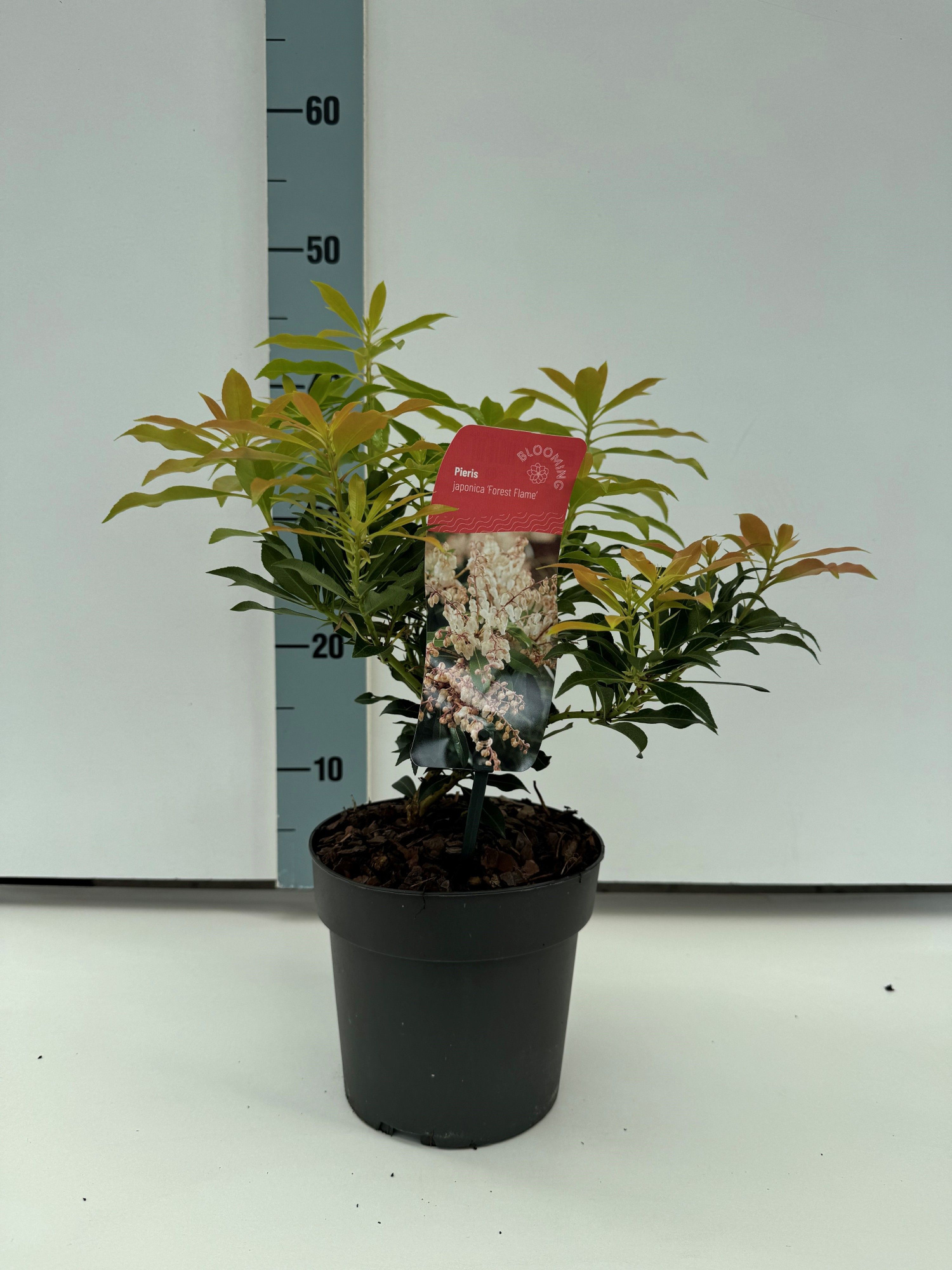 Pieris 'Forest Flame', D 17 cm