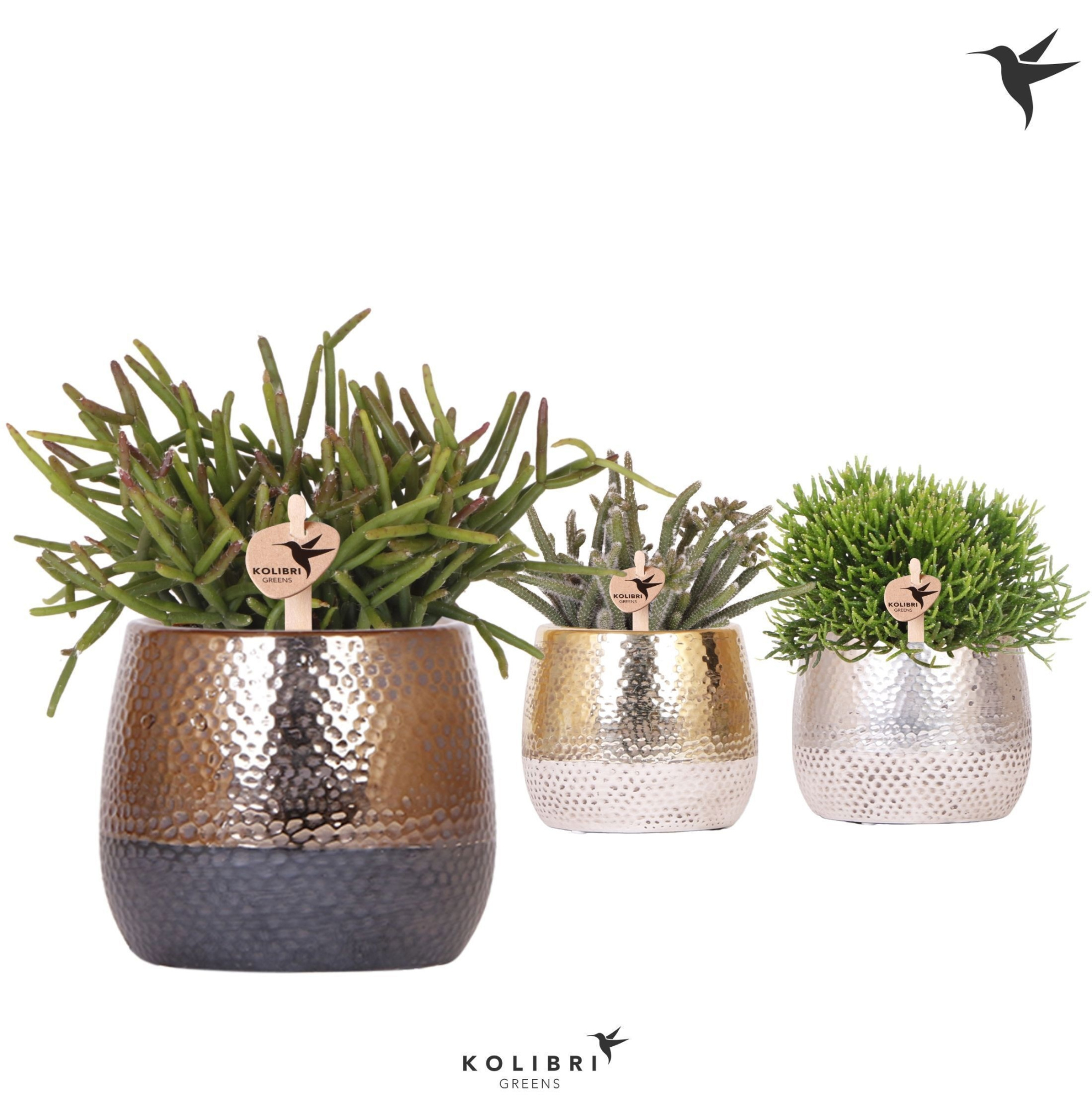 Kolibri Greens Rhipsalis mix in Elite pot mix, D 9 cm