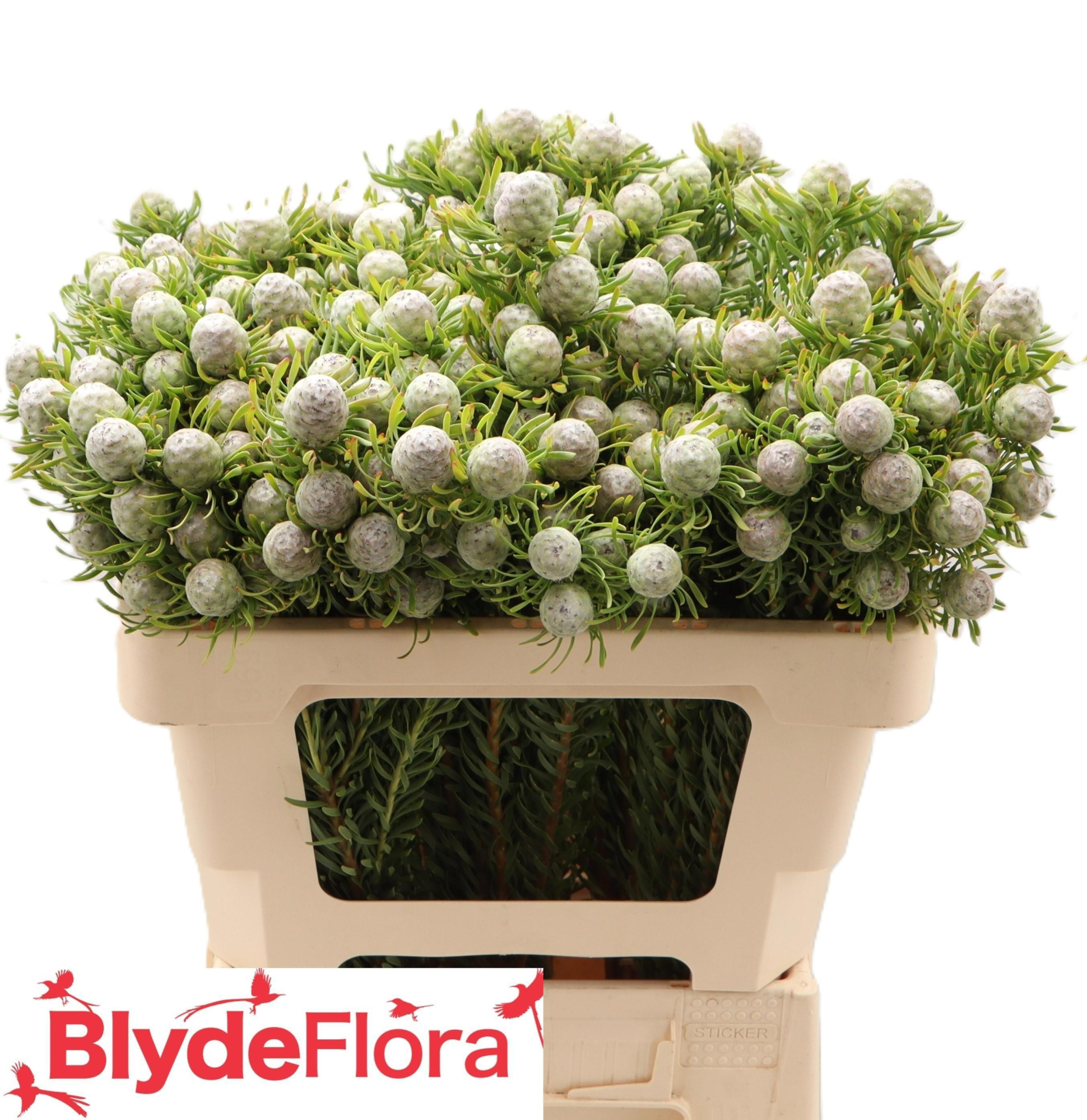 Леукадендрон Джейд Перл Спрей 50, шт.