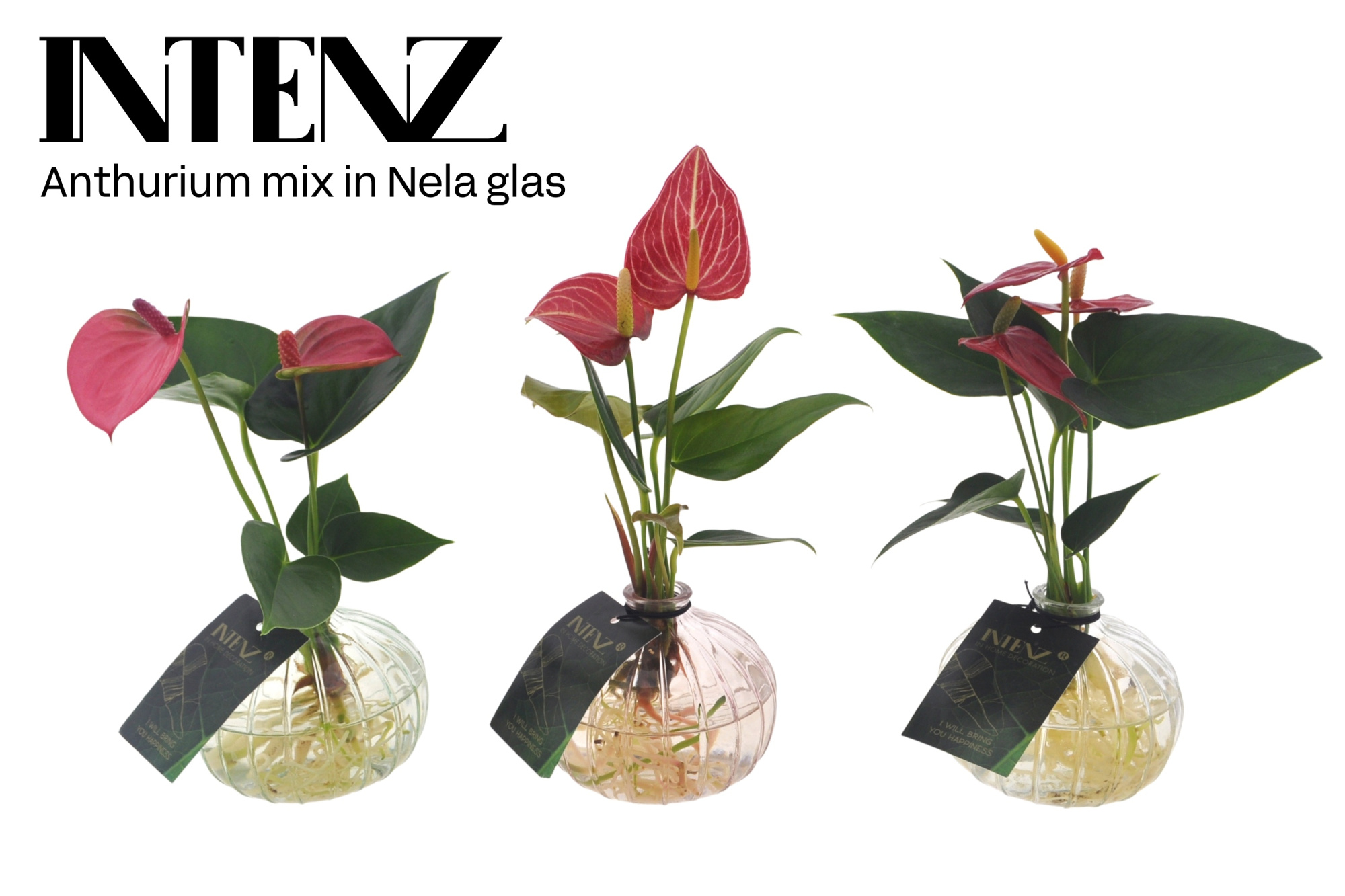 Anthurium mix in Nela 3 kleuren - levertijd: 24 uur, D 12