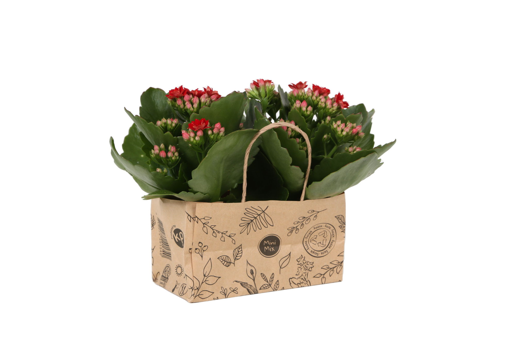 KP-825.3 - Kalanchoe Rosalina 7cm in duo kraft tas, D 7 cm
