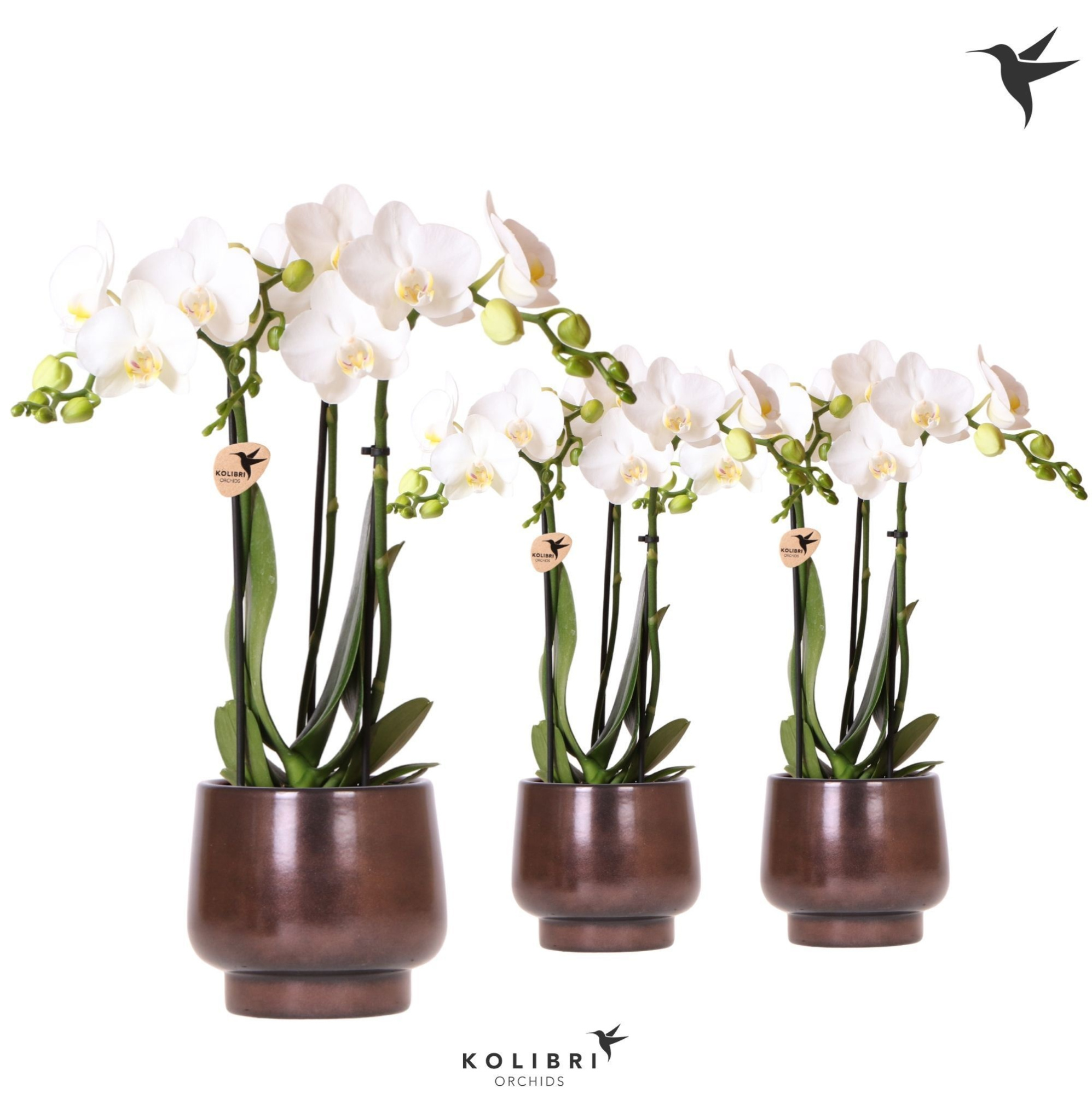 Kolibri Orchids Phalaenopsis white 3 spike in Scandic pot copper, D 9 cm