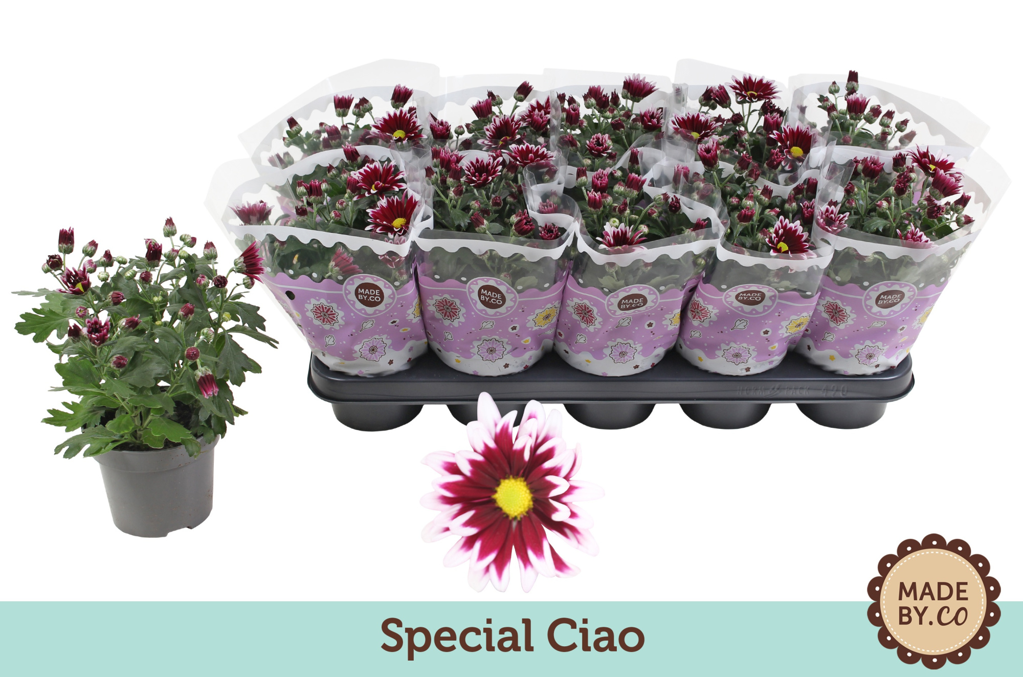 Chrysant Special Ciao, D 12