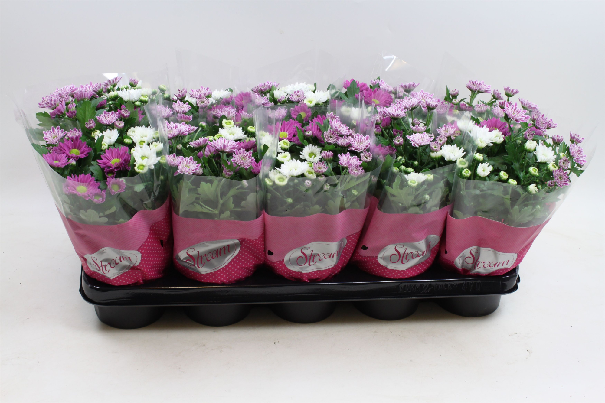 Chrysant Stream Mix Fancy, D 12 cm