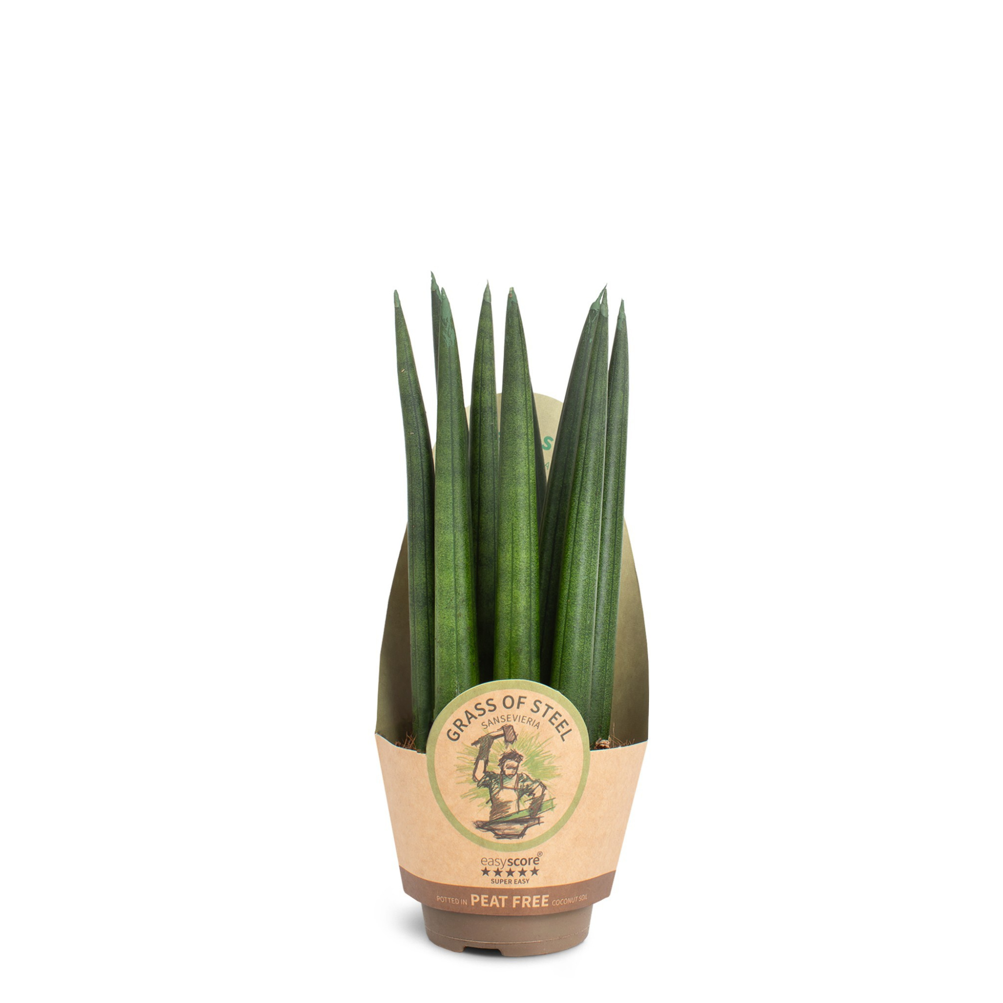 Sansevieria cylindrica Straight, D 6