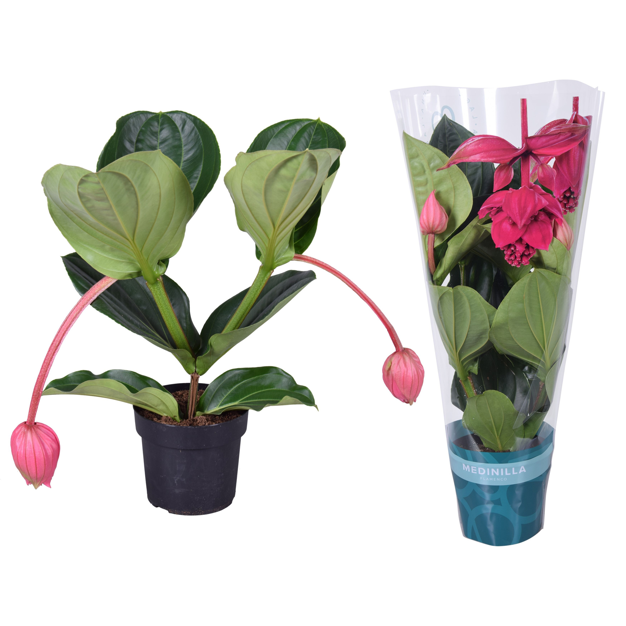 Medinilla Magnifica Flamenco 2 etage 2 knop in exclusieve hoes, D 17