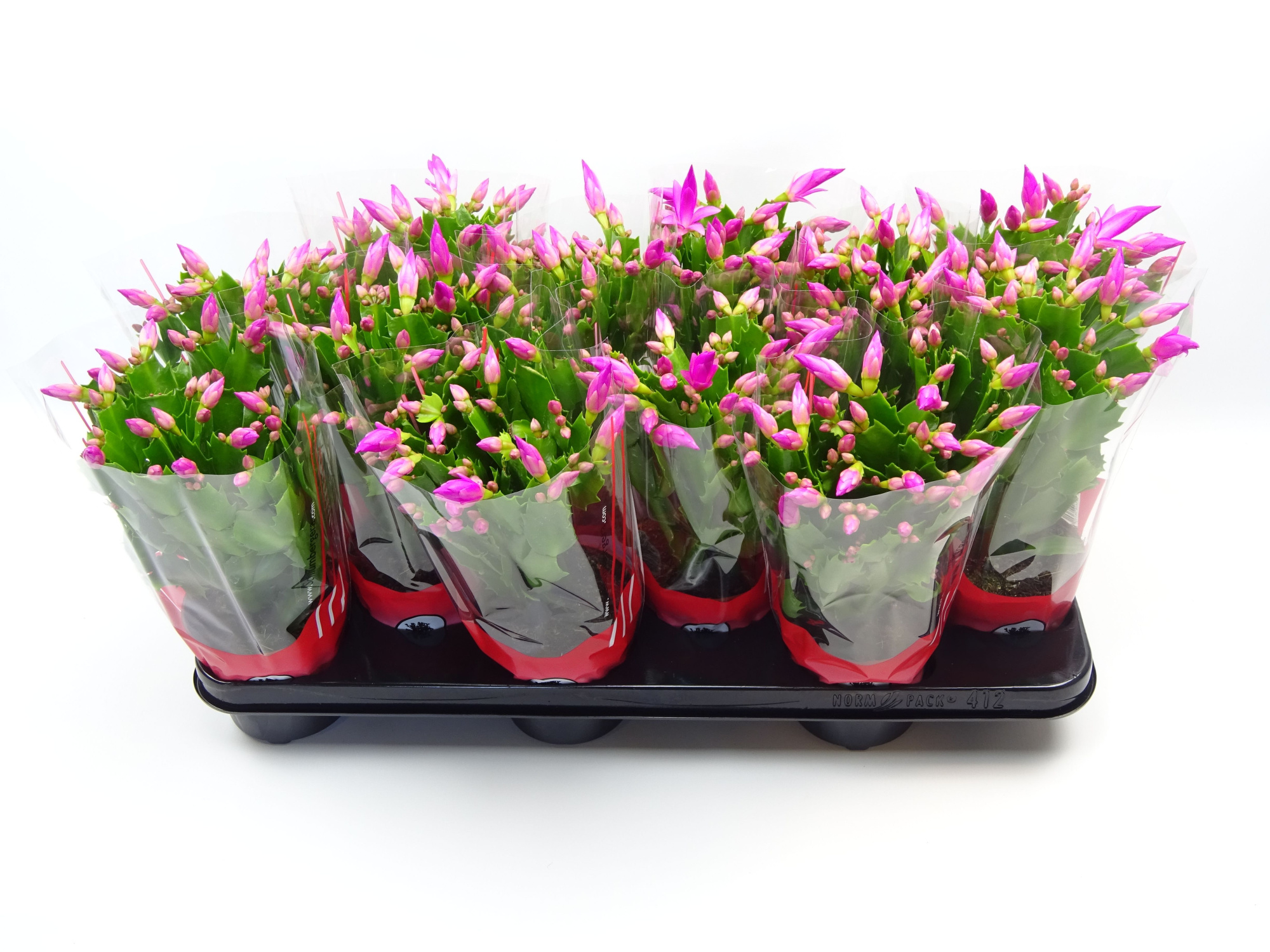 Schlumbergera 10.5 cm rose, D 10,5 cm