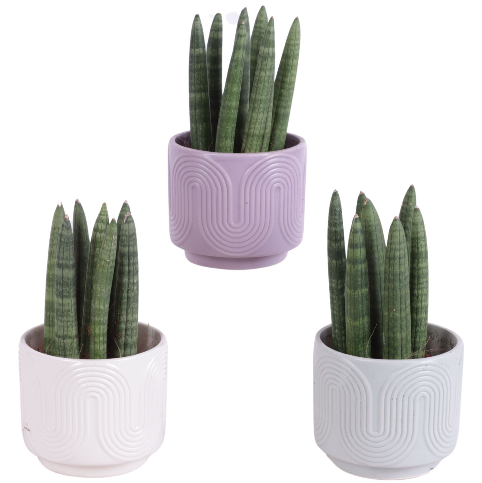 Sansevieria Cylindrica Straight 7 Leaf in Ø11cm Ceramic SE571, D 11 cm
