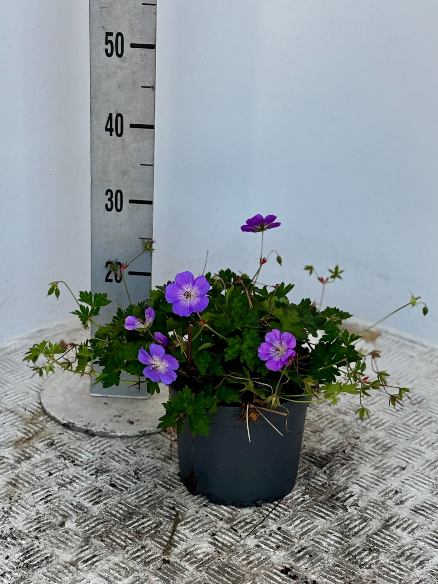 Geranium x hyb. 'Rozanne'®, D 19