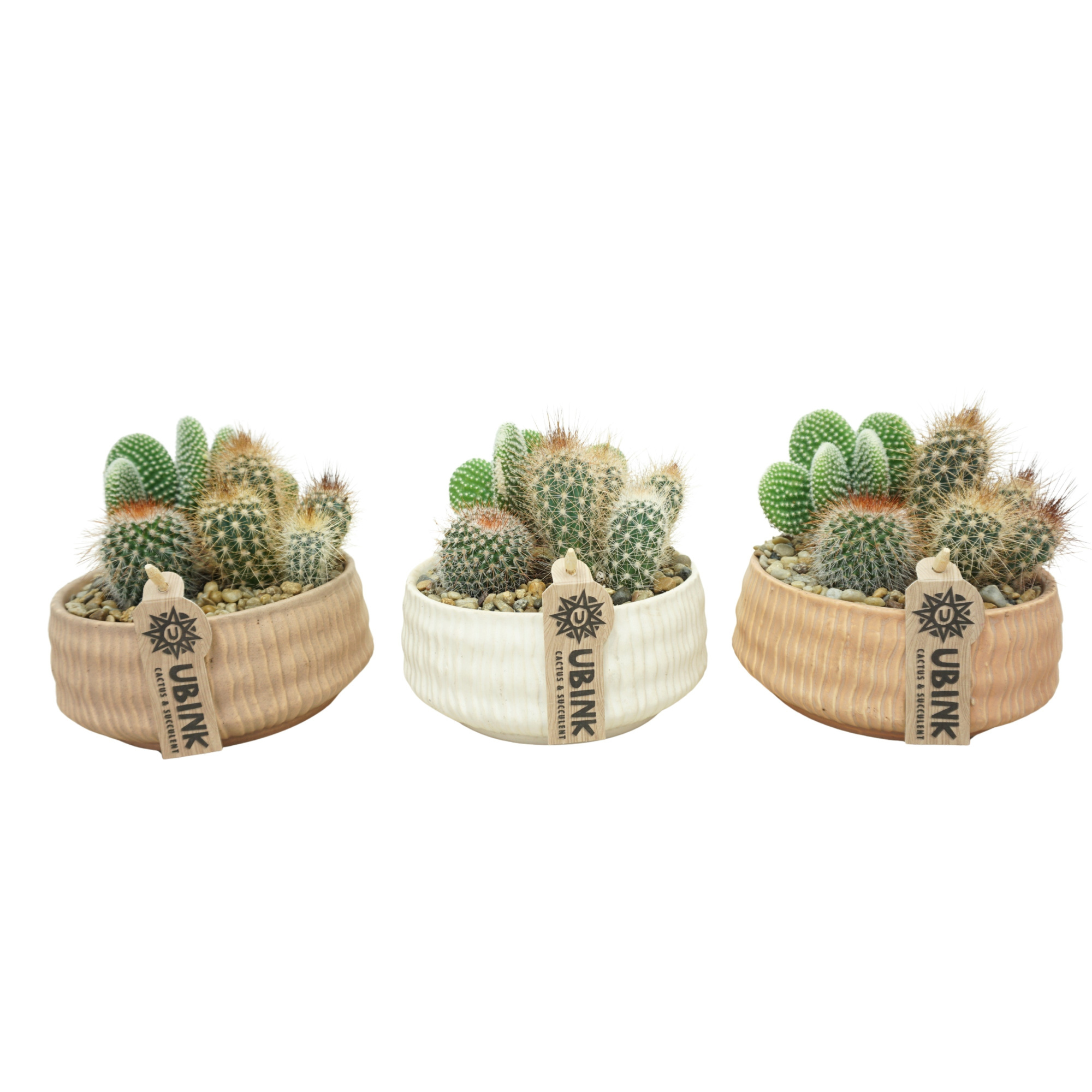 Cactus beplant in 16 cm 'Es Vedra' keramieke schaal, D 16