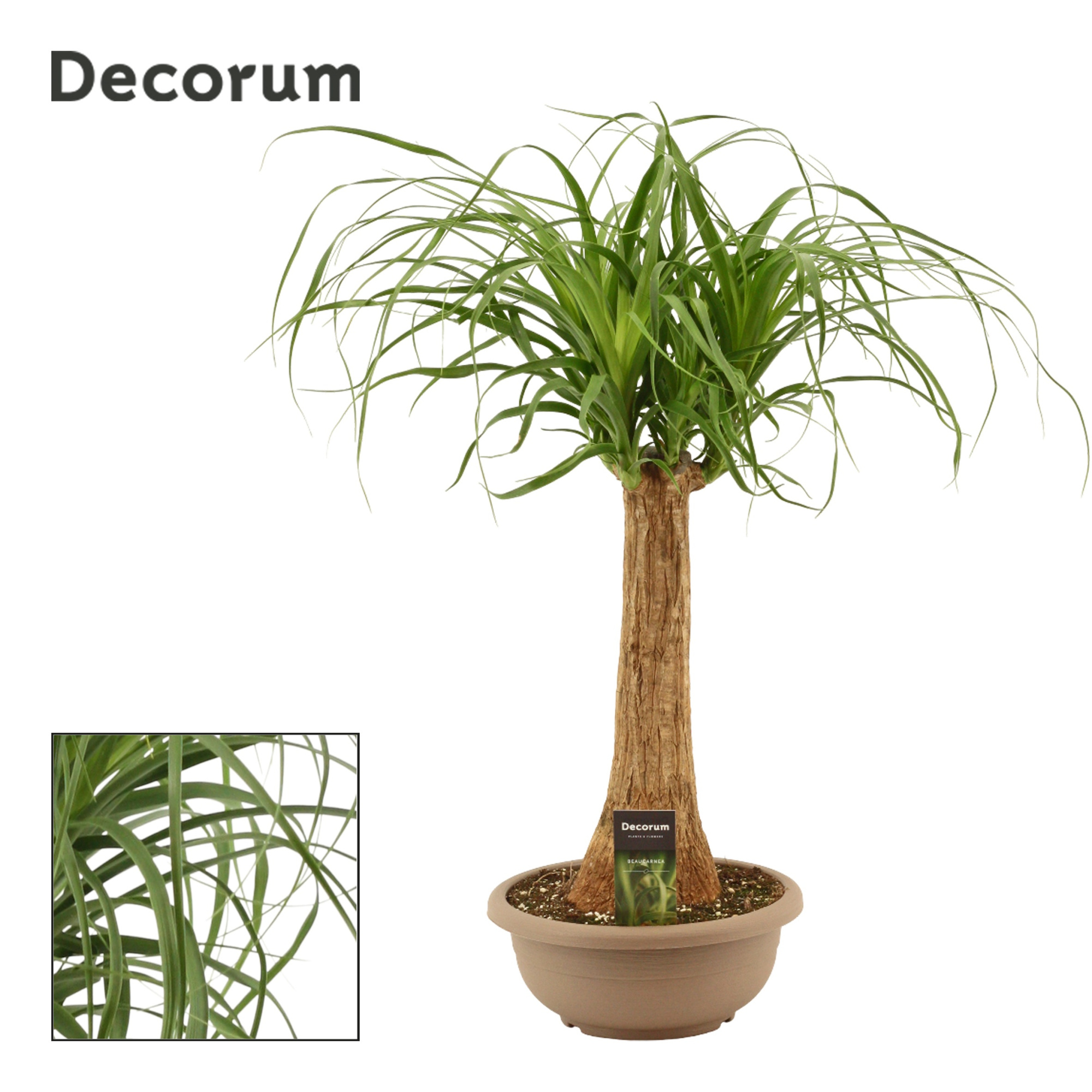 Beaucarnea recht 25 cm schaal (Decorum), D 25 cm