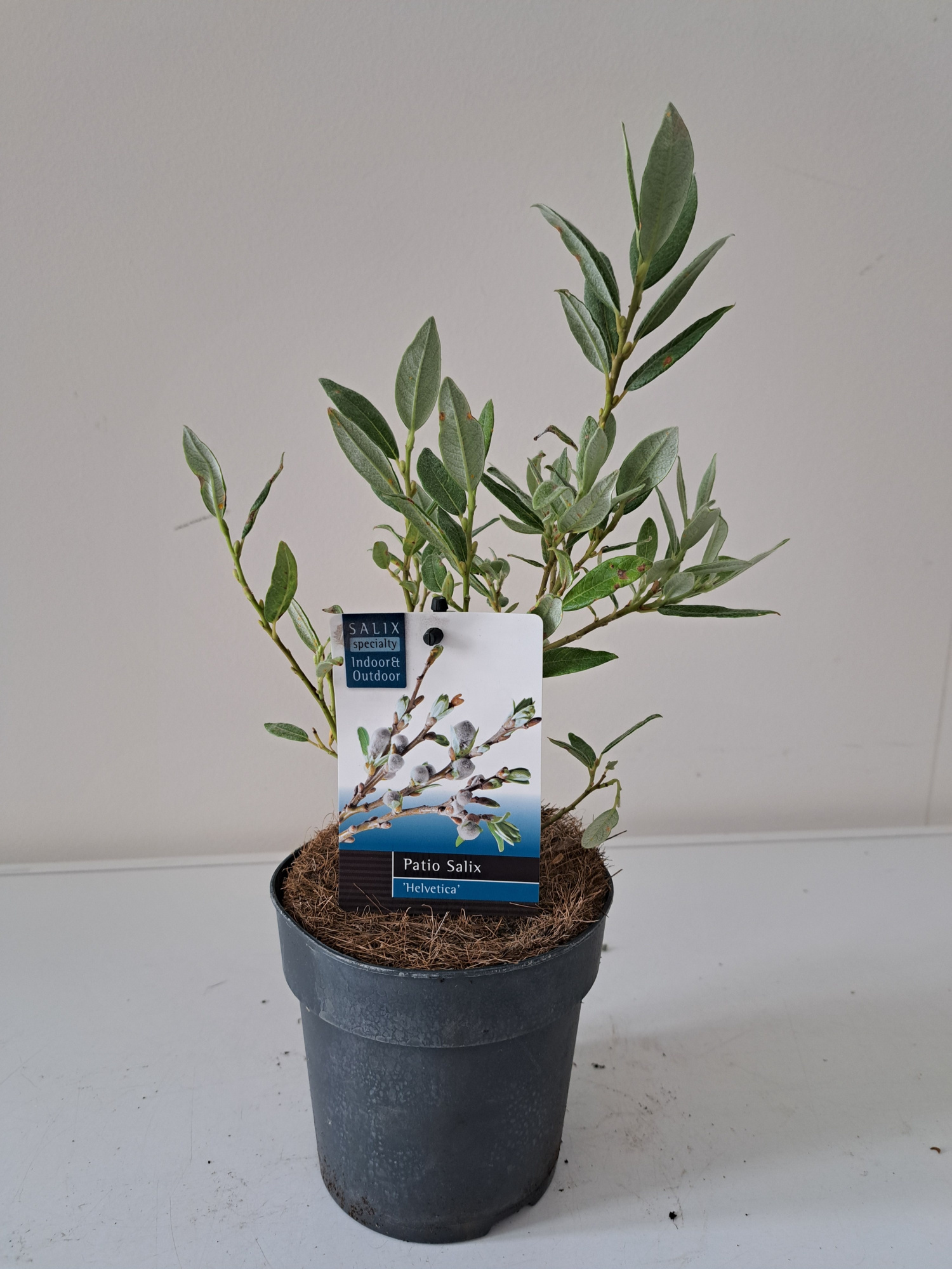 Salix Helvetica bush p12, D 12 cm