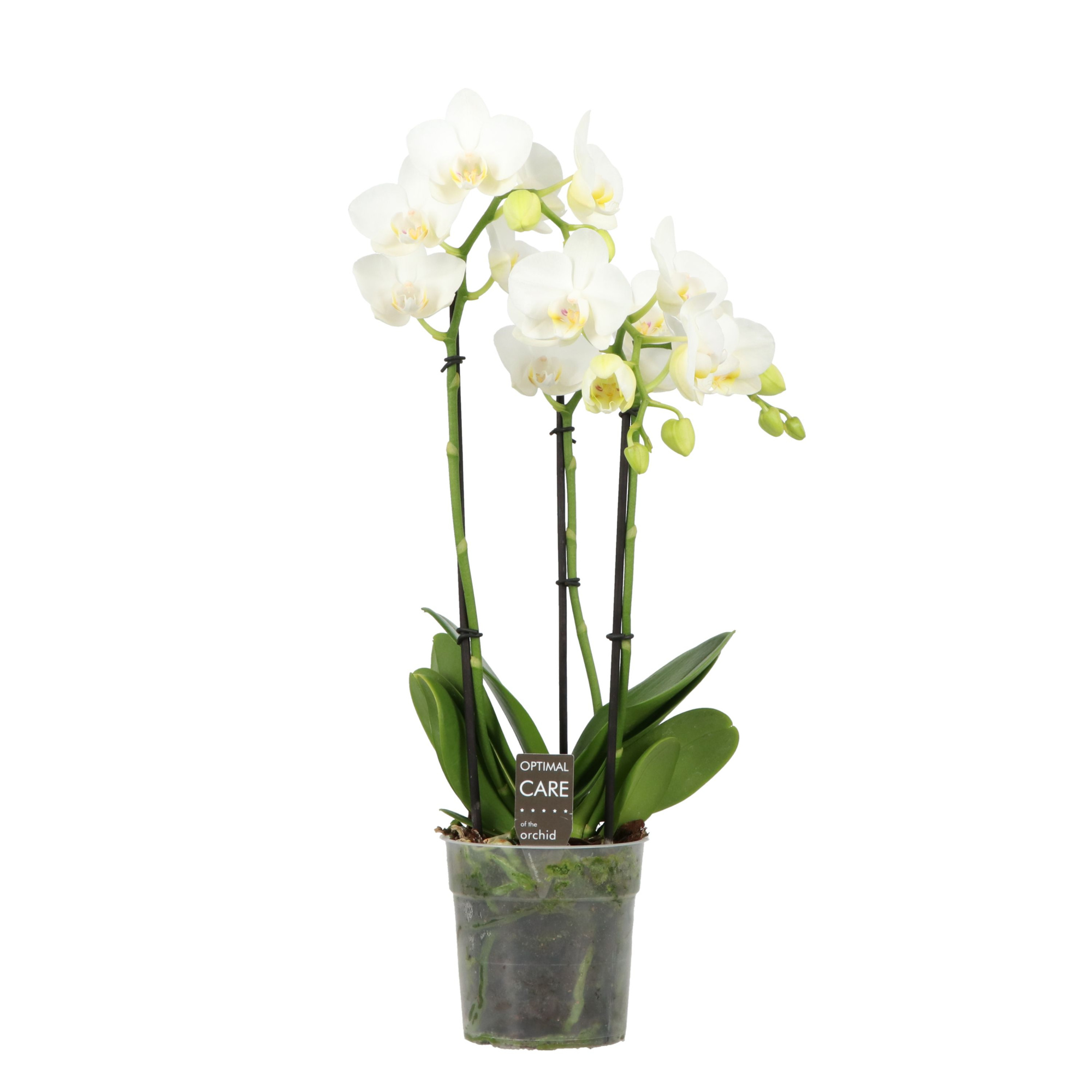 Colours P12 Amabilis Starrion 3/4+ spike, D 12