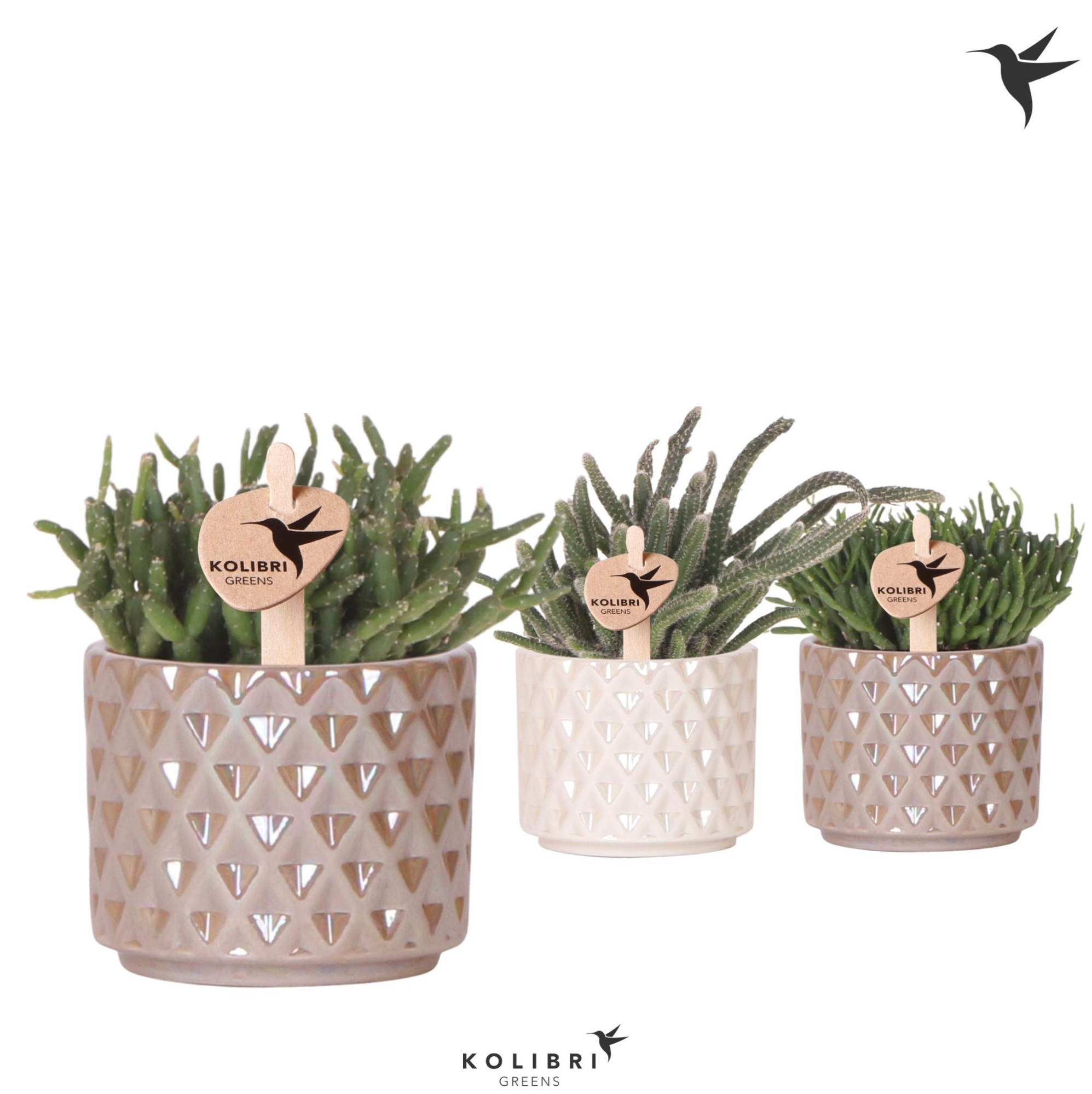 Kolibri Greens Rhipsalis mix in Diamond Pearl pot sand mix, D 6 cm