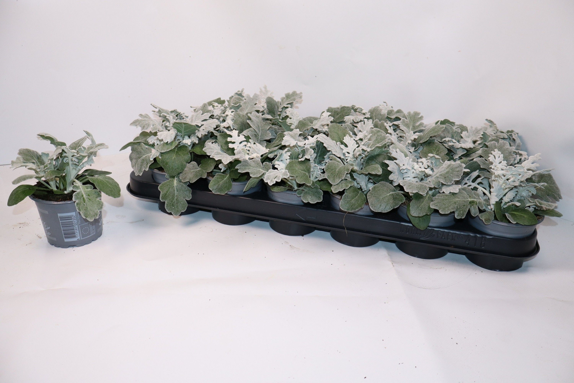 senecio silverdust, D 9 cm