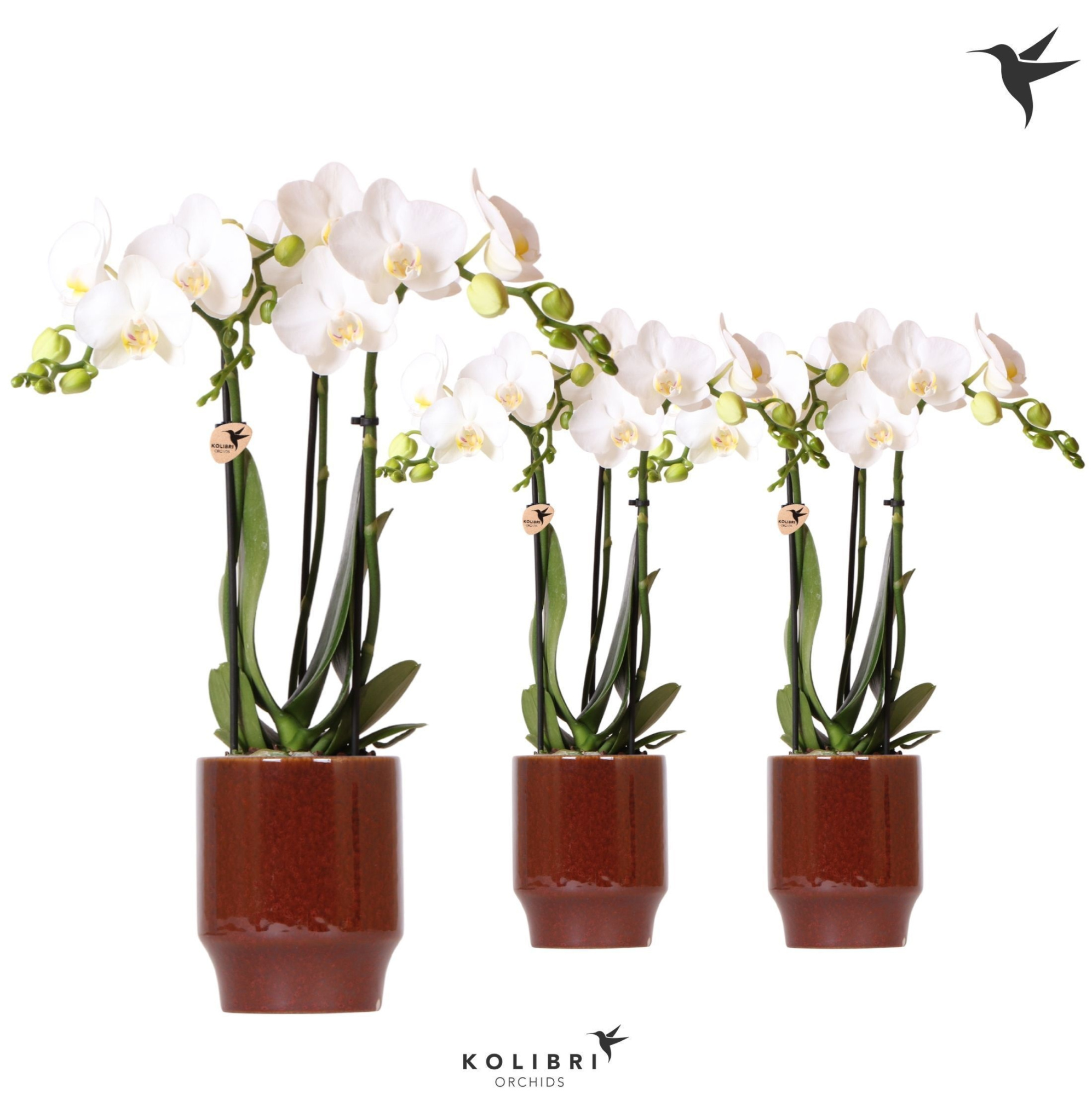Kolibri Orchids Phalaenopsis white 3 spike in Classy pot red, D 9 cm