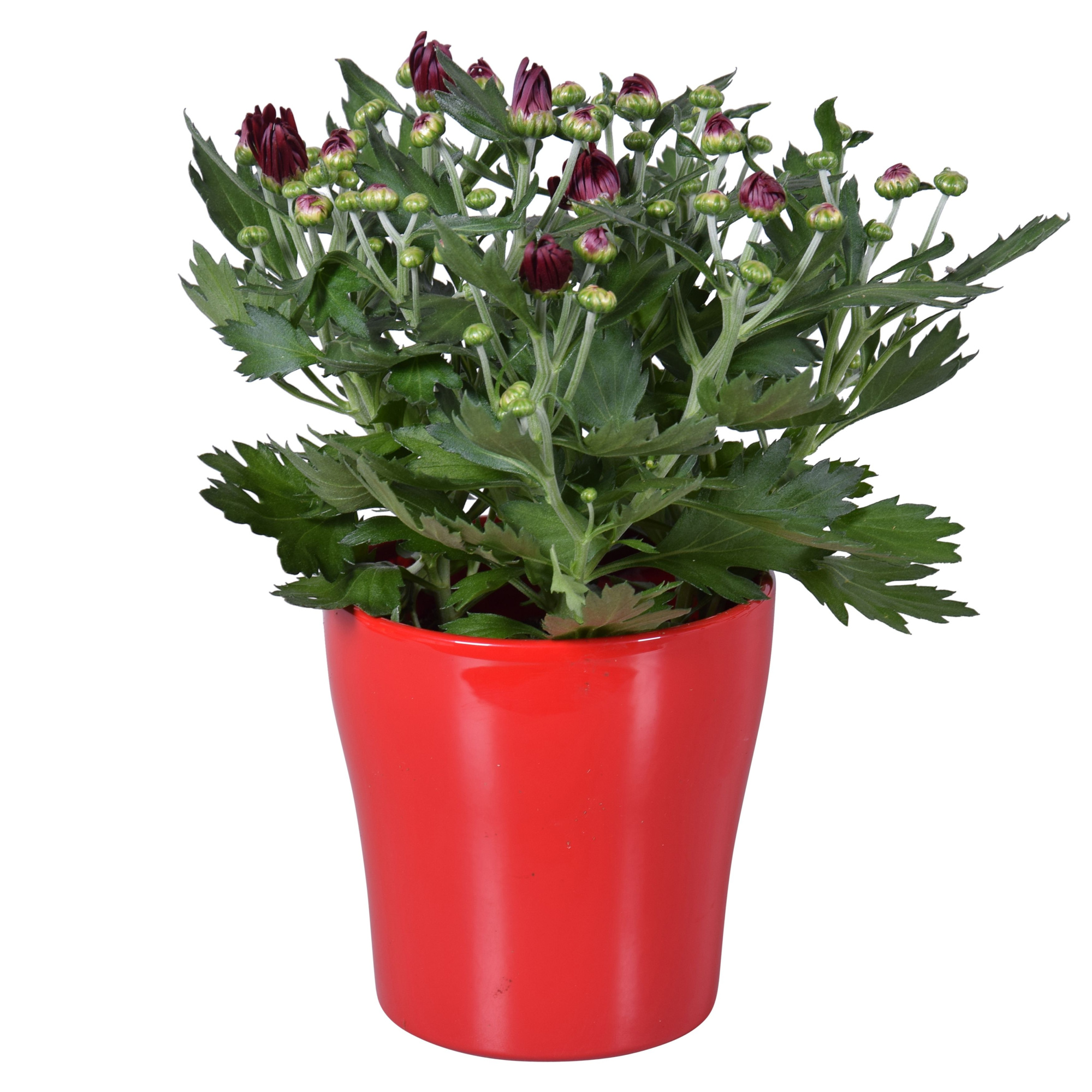 Chrysanthemum in Rood "Bombé" keramiek, D 14 cm
