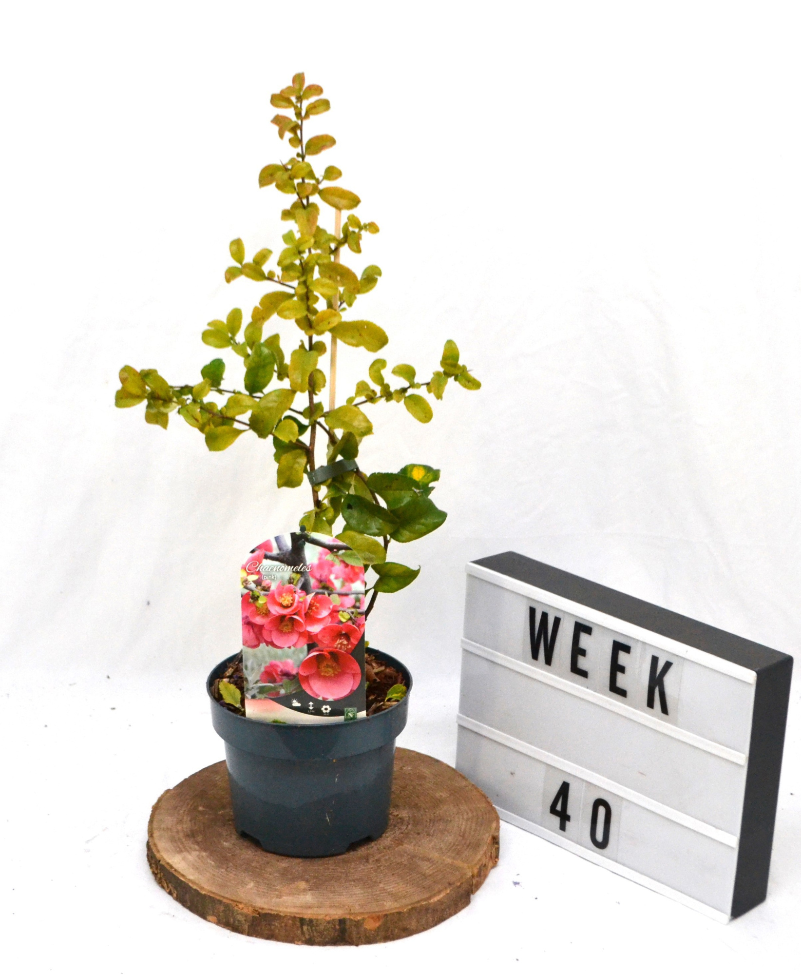 Chaenomeles spec. Pink Lady C2, D 17 cm