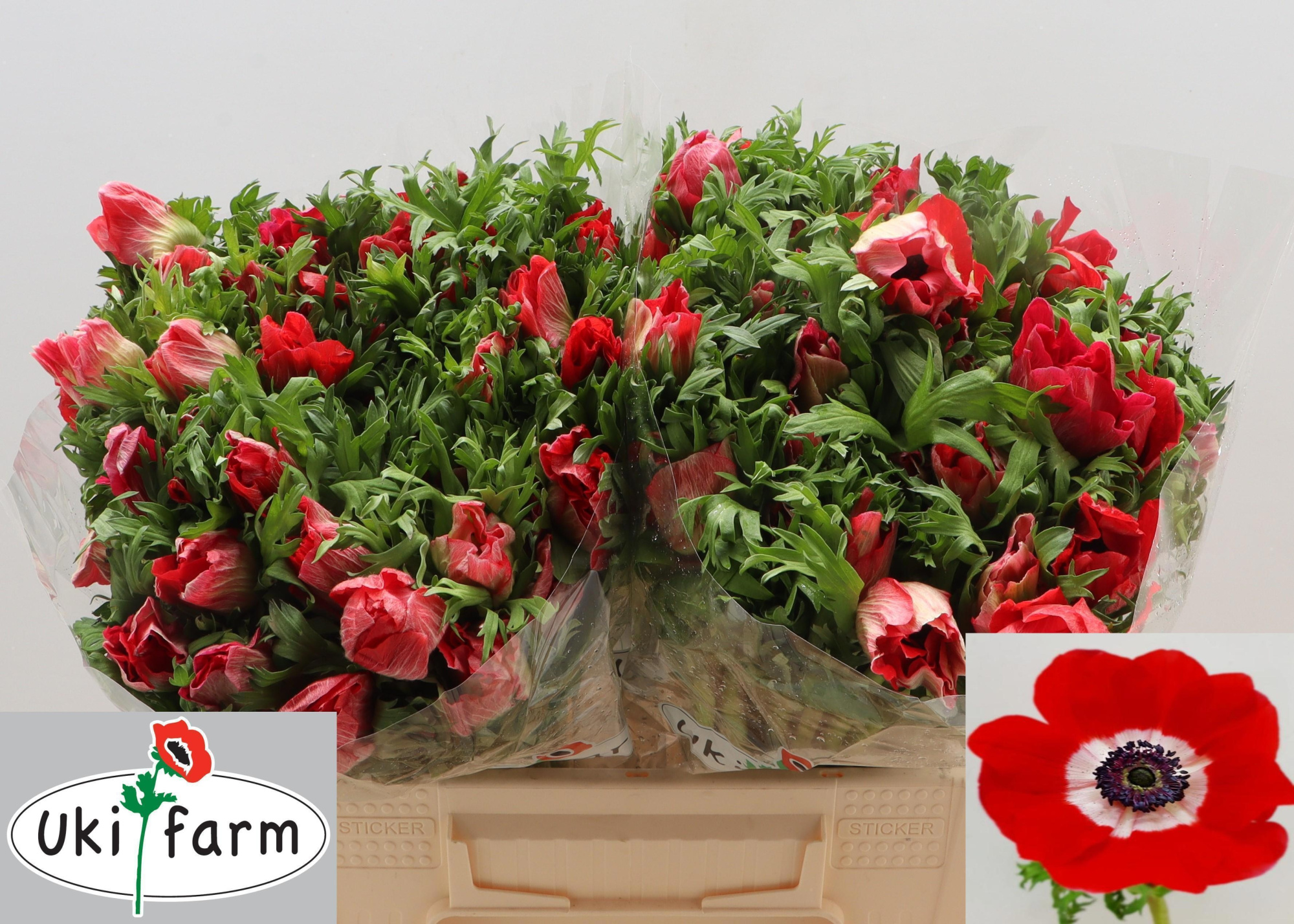 Анемон Галил Рэд 40 (красн.), шт.