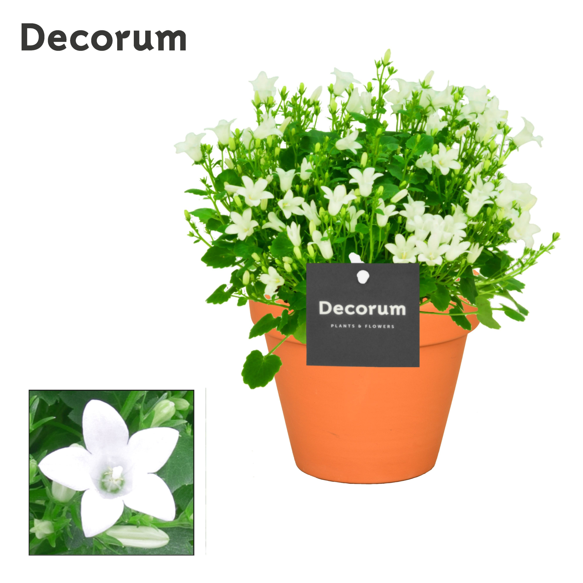 Campanula Porto White Decorum Patio Pot, D 13